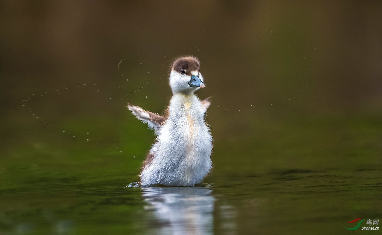 赤麻鸭幼崽图片