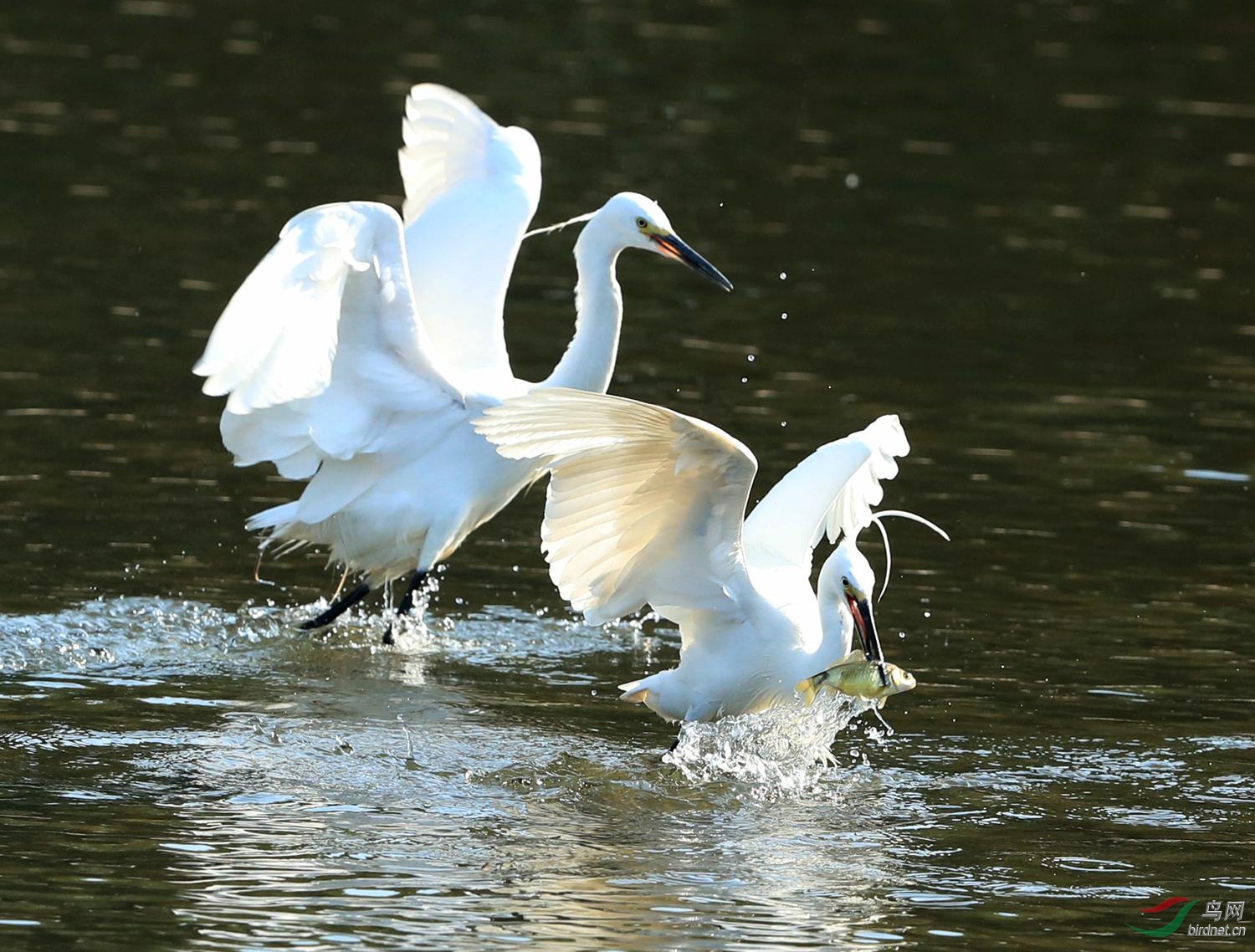白鹭捕鱼