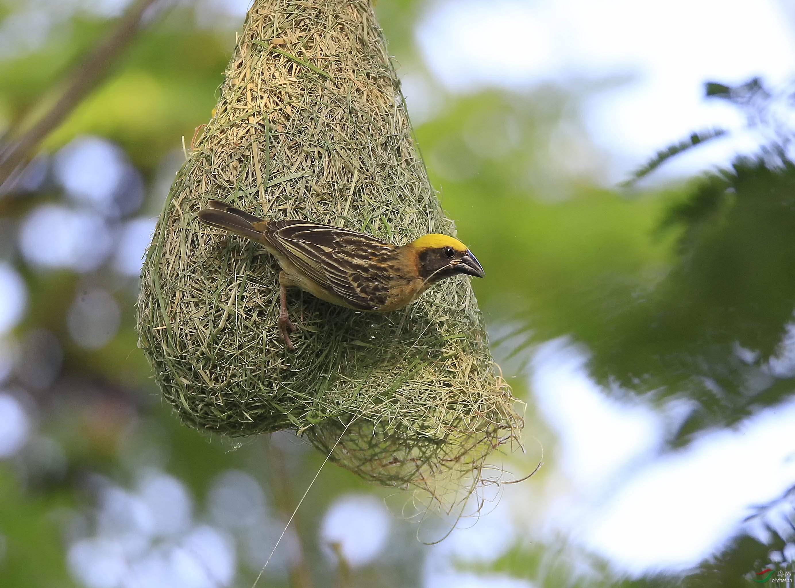 黃金織布鳥1.jpg