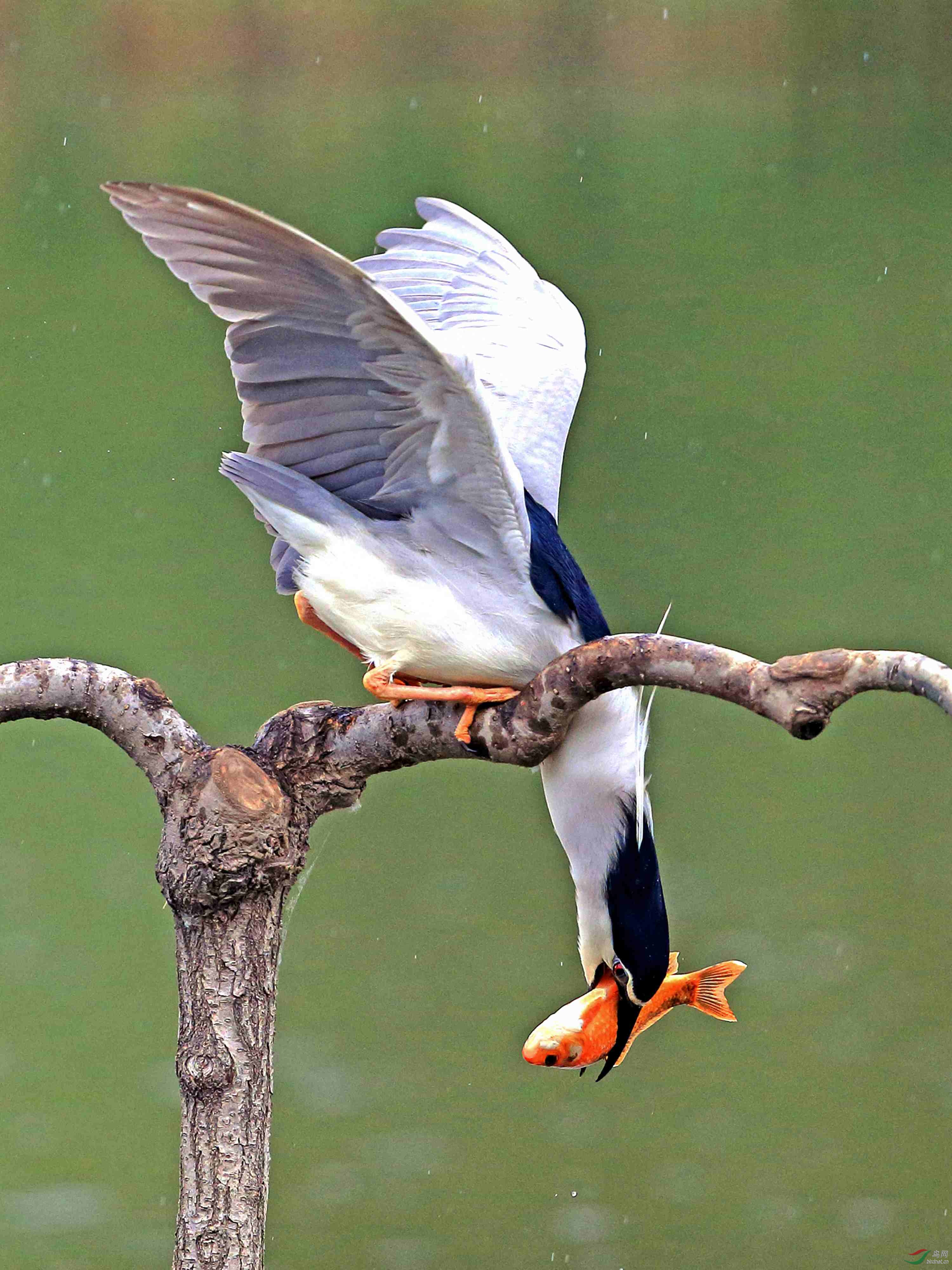 夜鹭叼鱼