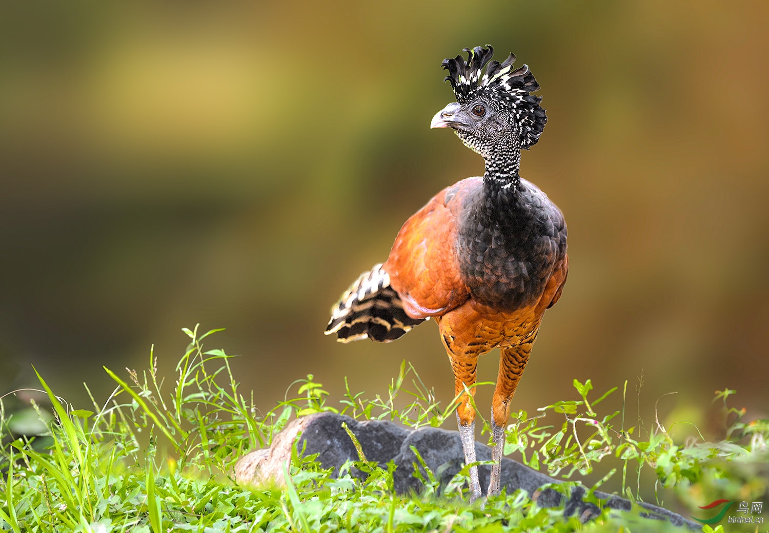 (大凤冠雉)开冠的大风冠雉