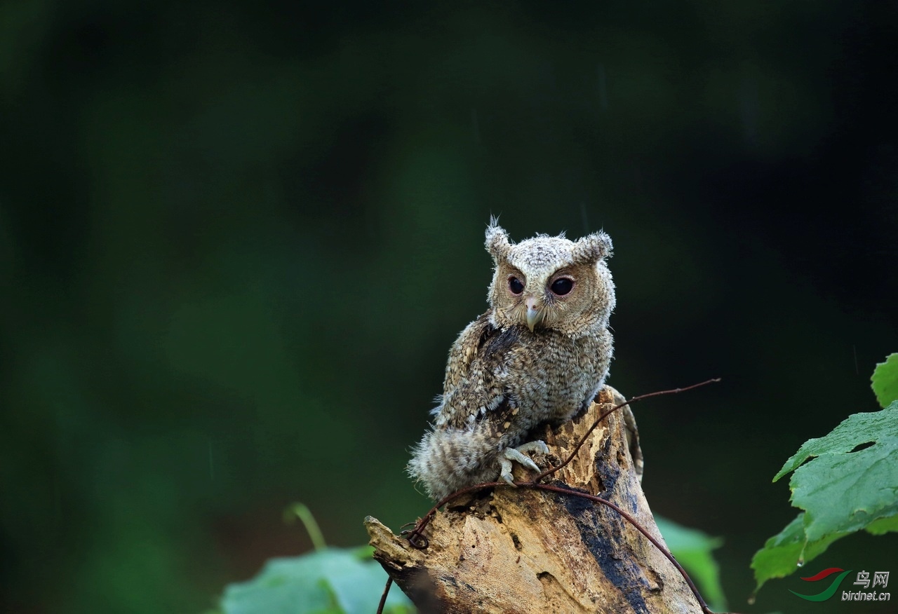 小领角鸮.jpg