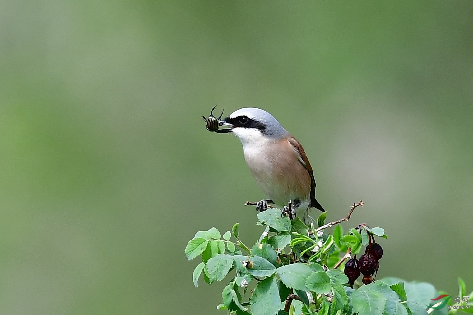 红背伯劳的战利品