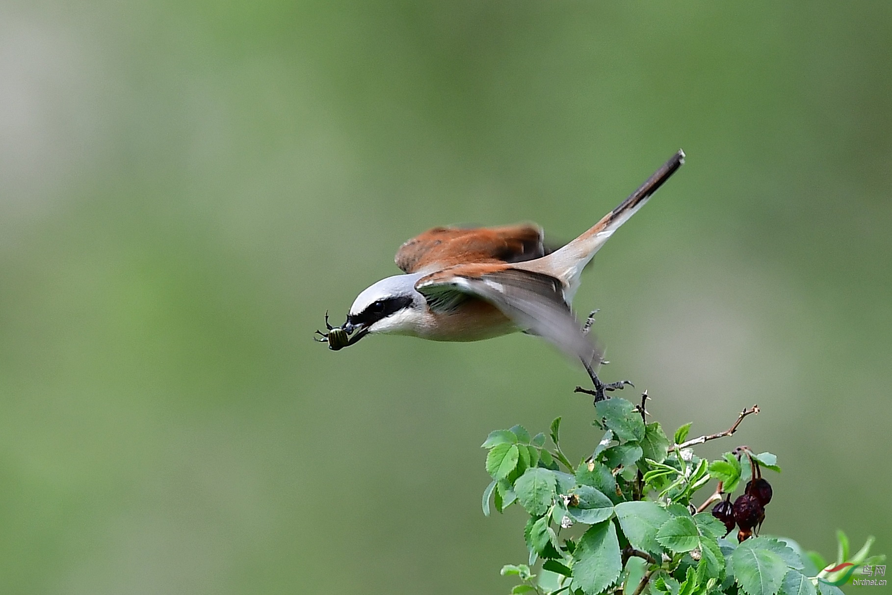 红背伯劳的战利品