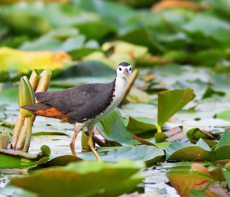 白胸苦惡鳥白麵水雞