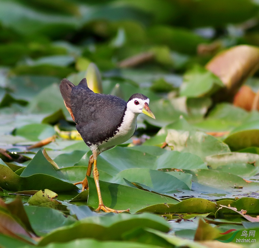 白胸苦惡鳥白麵水雞