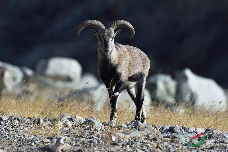 岩羊