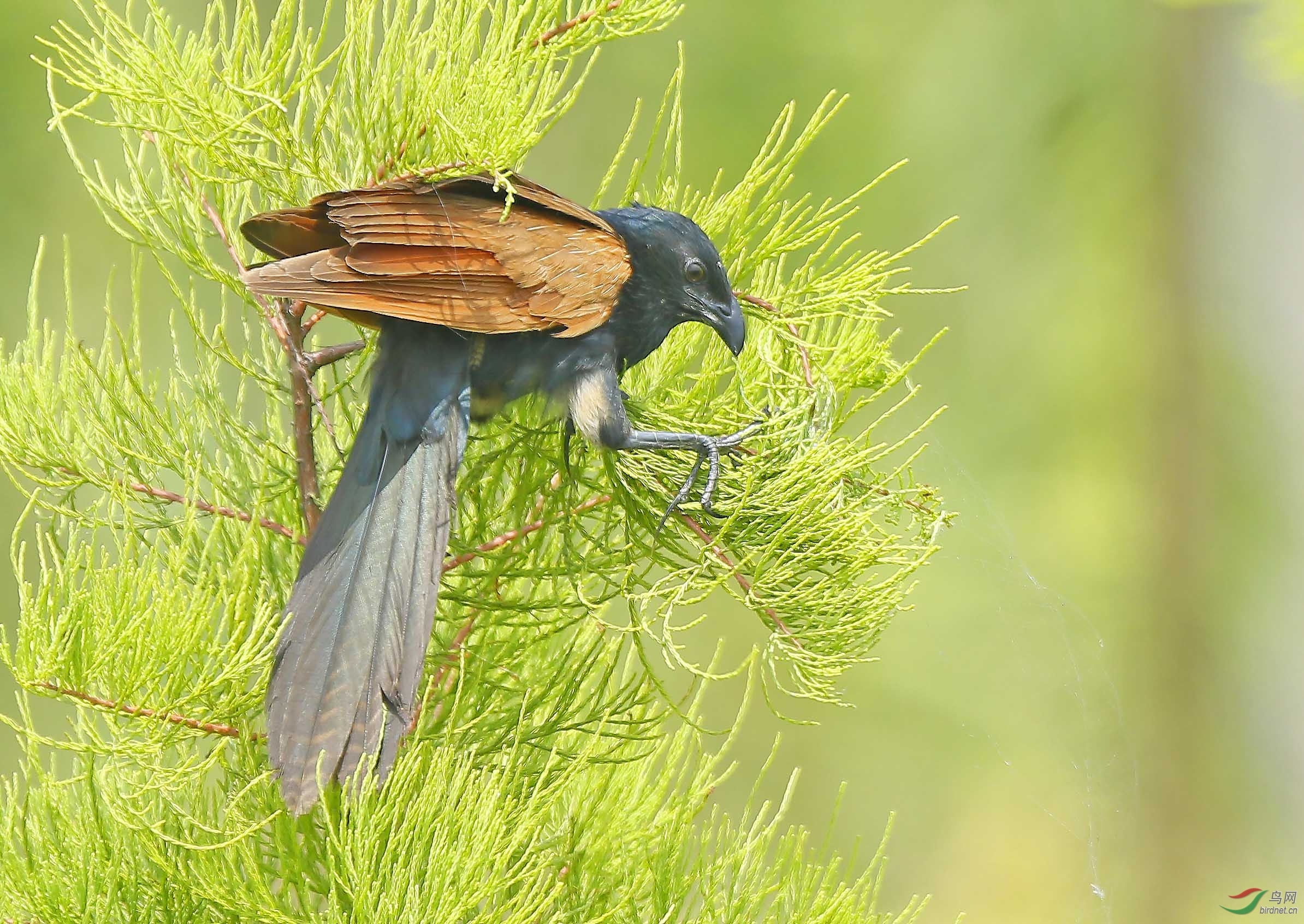 下面还有什么-小鸦鹃