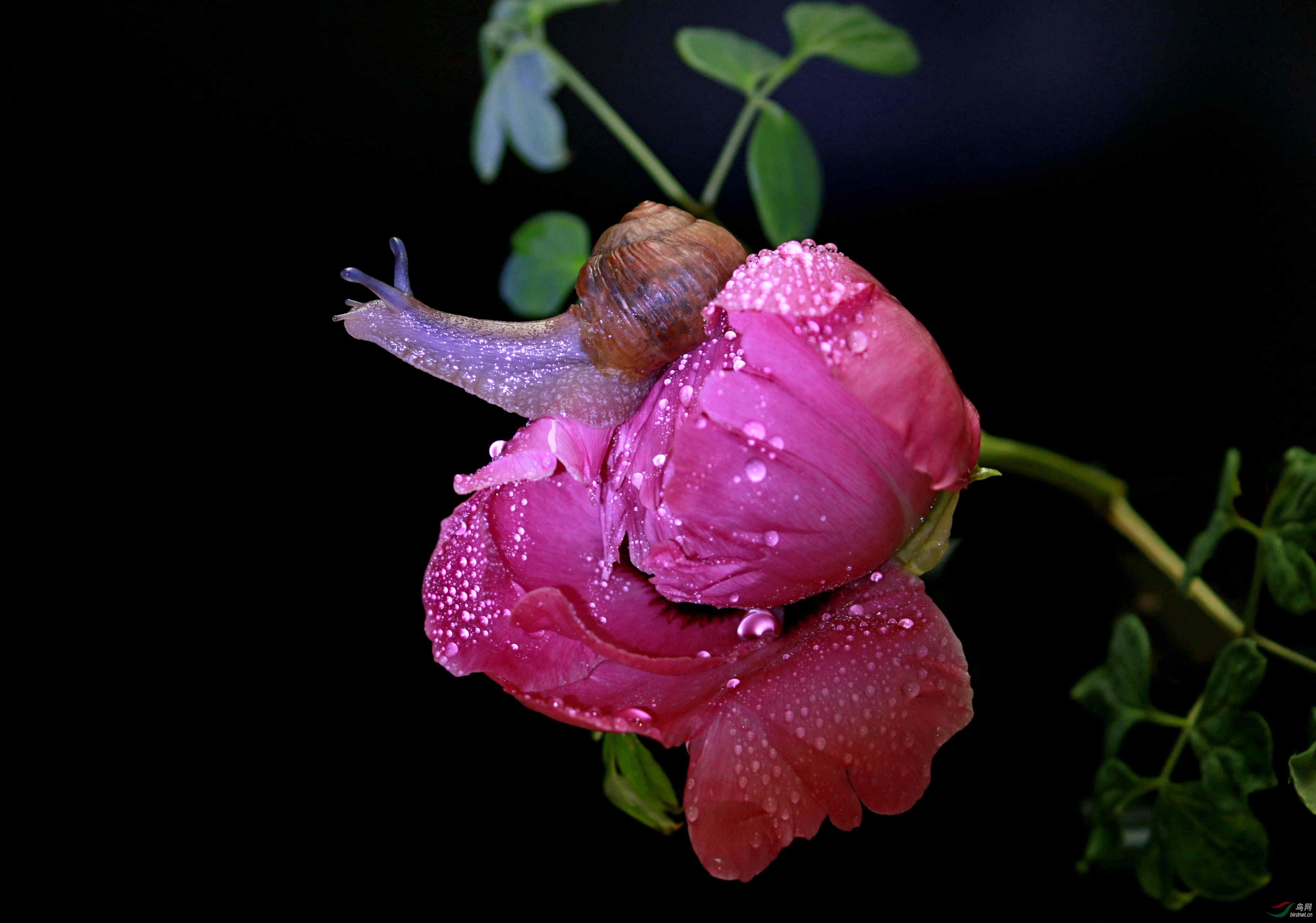 牡丹花上的蜗牛