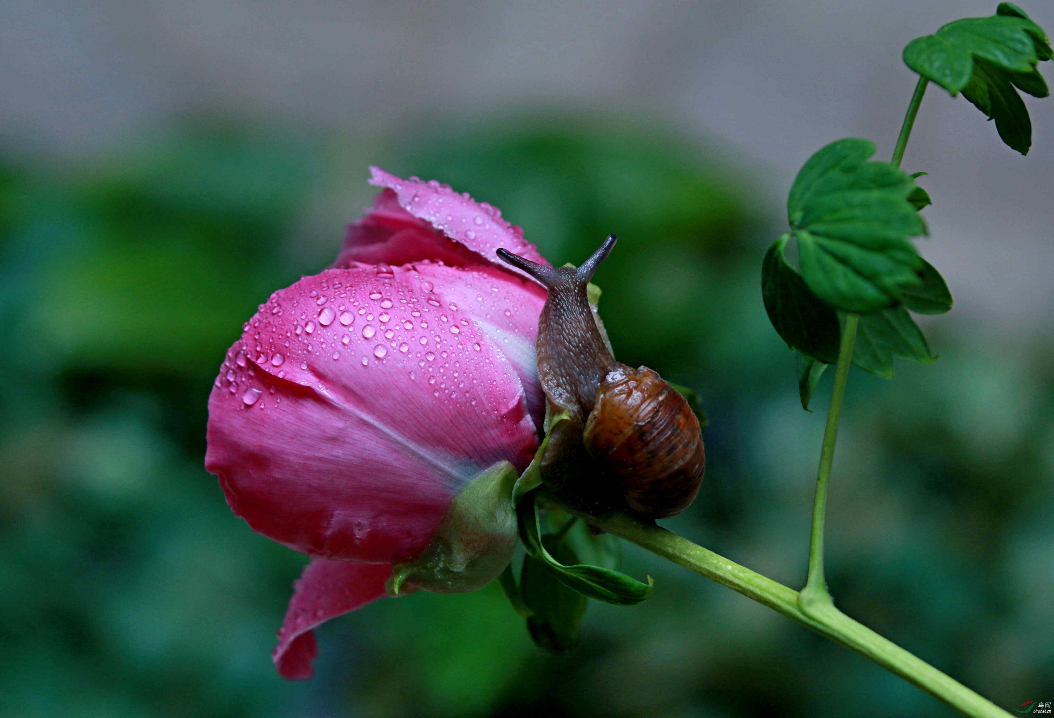 牡丹花上的蜗牛