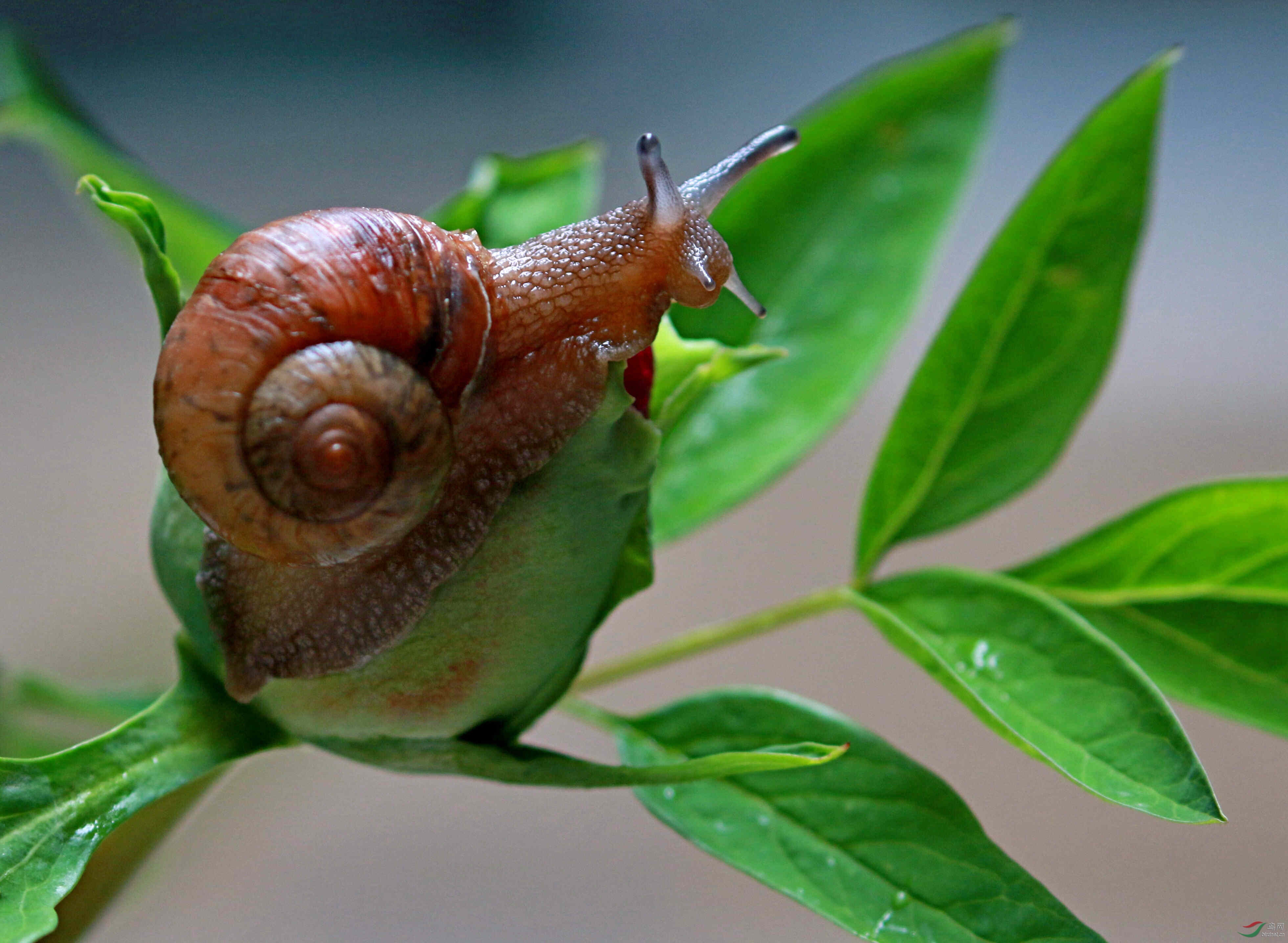 牡丹花上的蜗牛