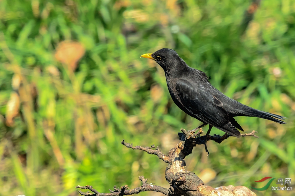 俺黑俺丑俺不讨人喜欢