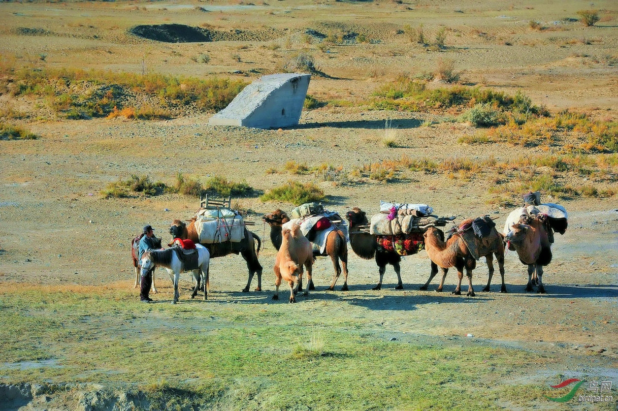 迁徙中的游牧风情.阿勒泰风光