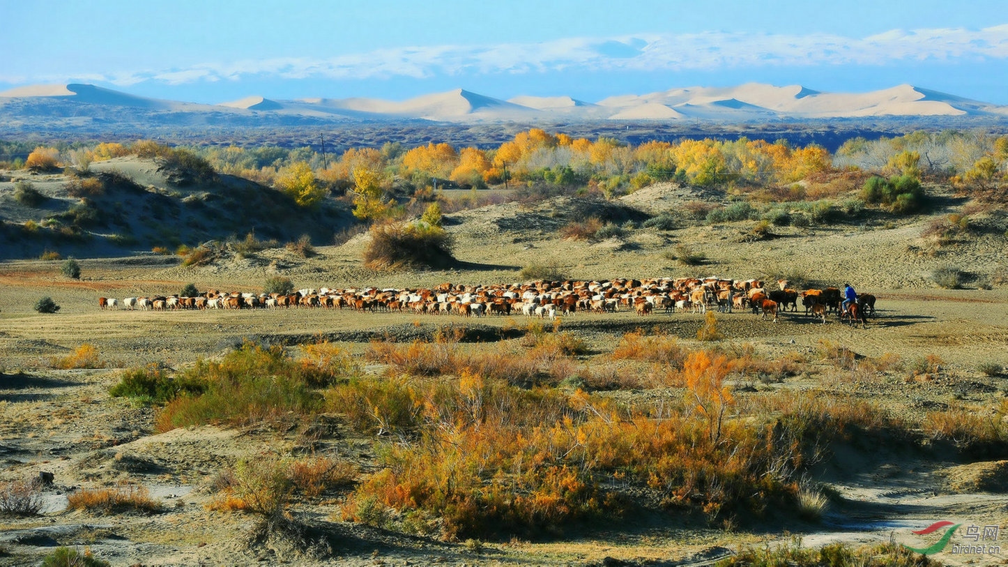 迁徙中的游牧风情.阿勒泰风光