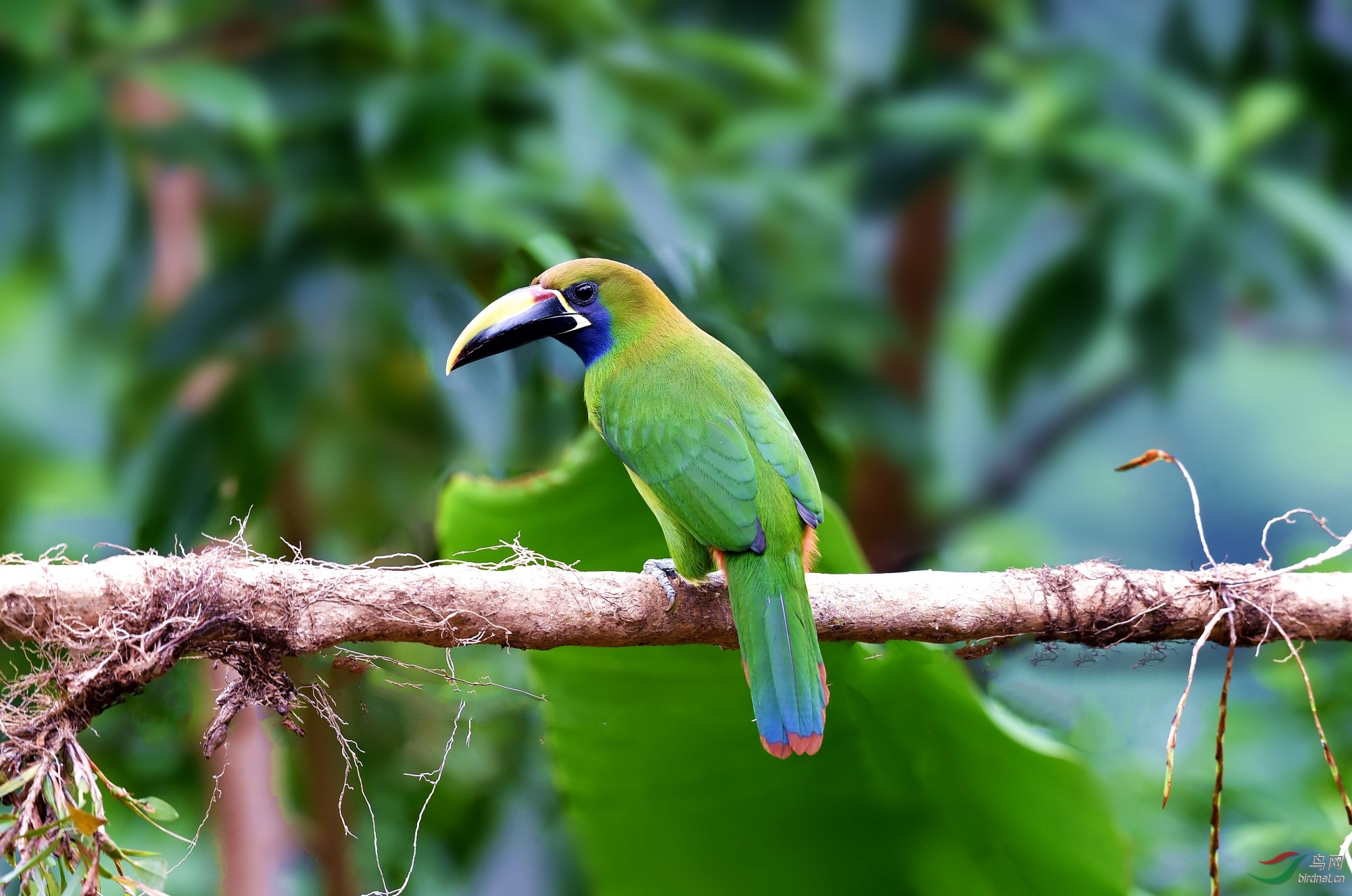 【绿巨嘴鸟】