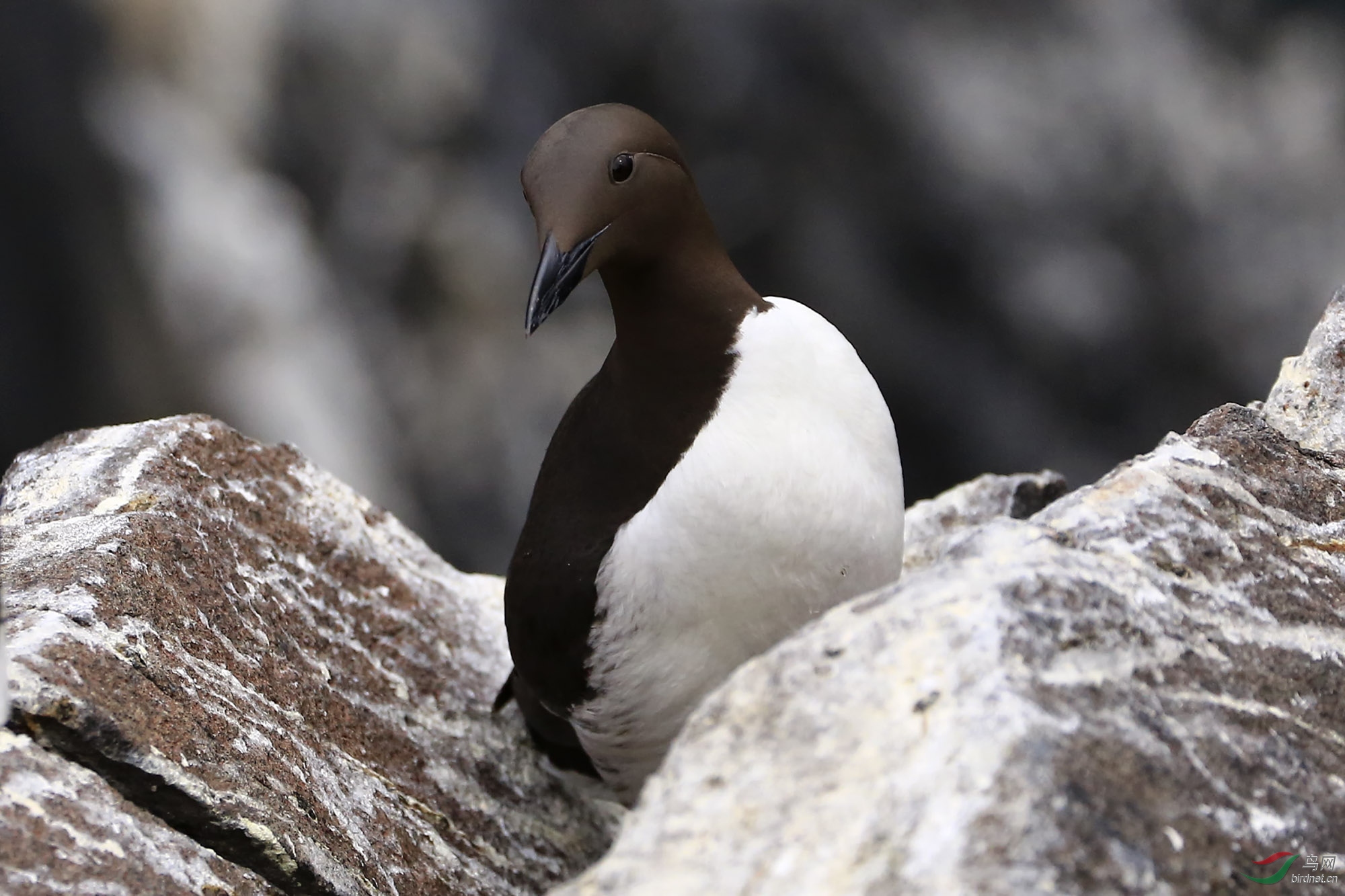 (北极海鹦)苏格兰isle of may鸟岛(一)(祝贺图10荣获首页精华)
