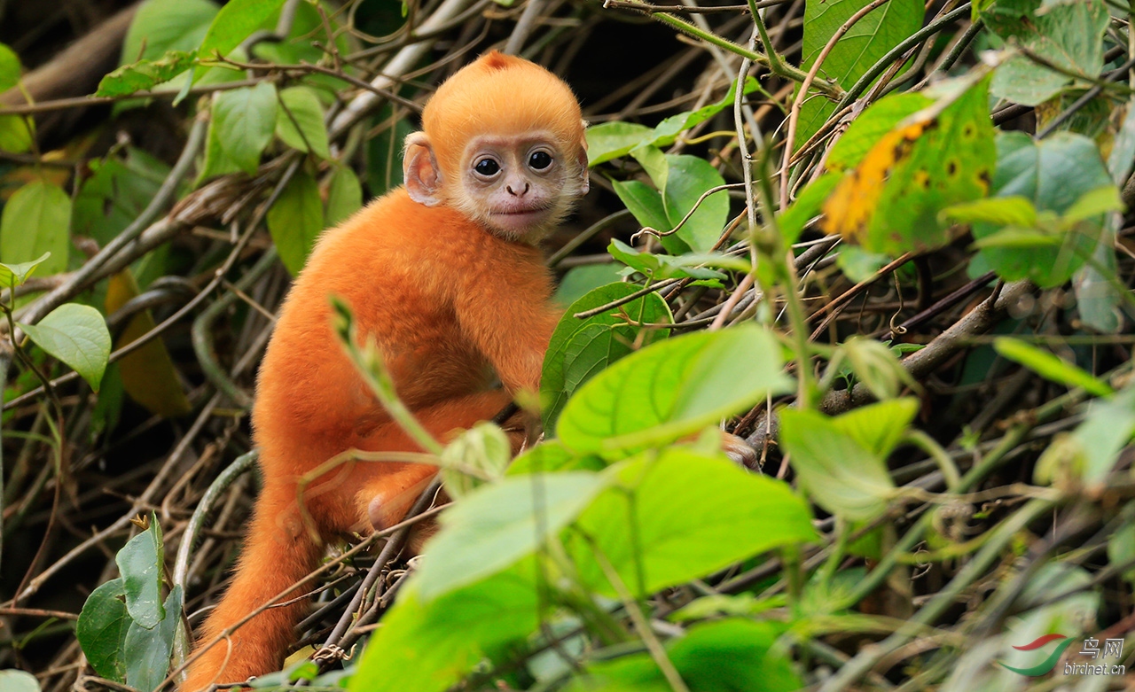 白头叶猴小幼猴