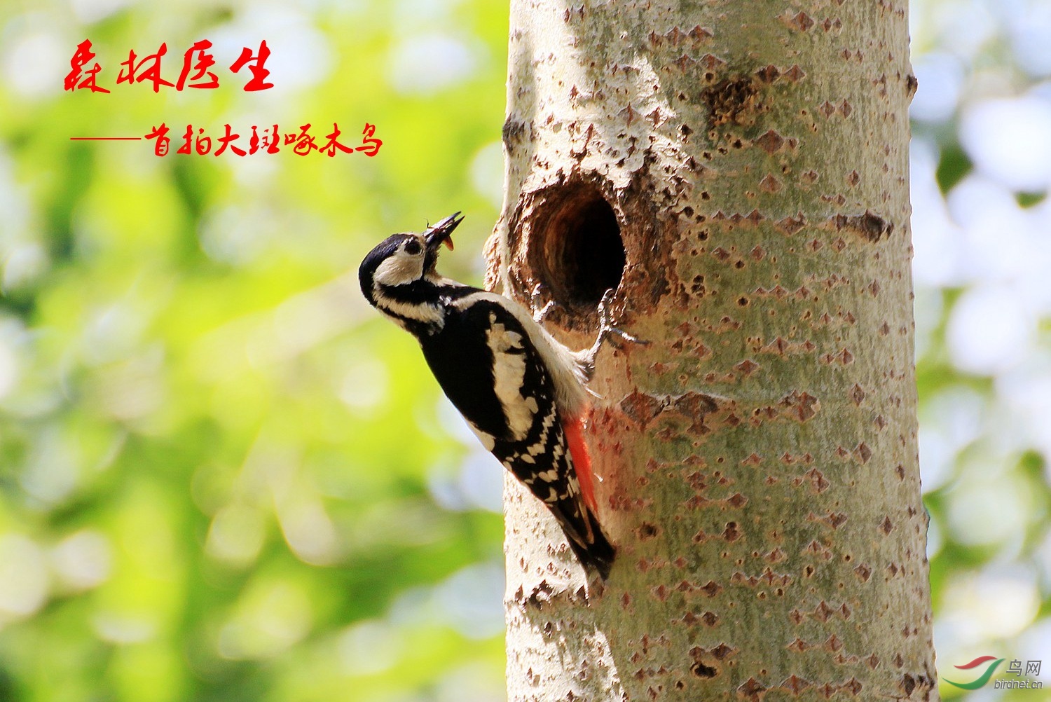 森林医生首拍大斑啄木鸟