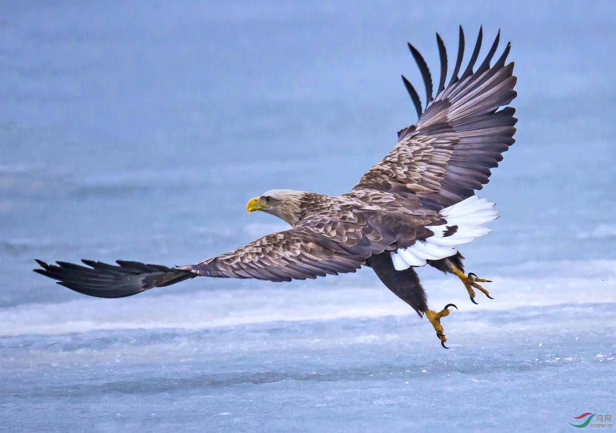 展翅——白尾海雕