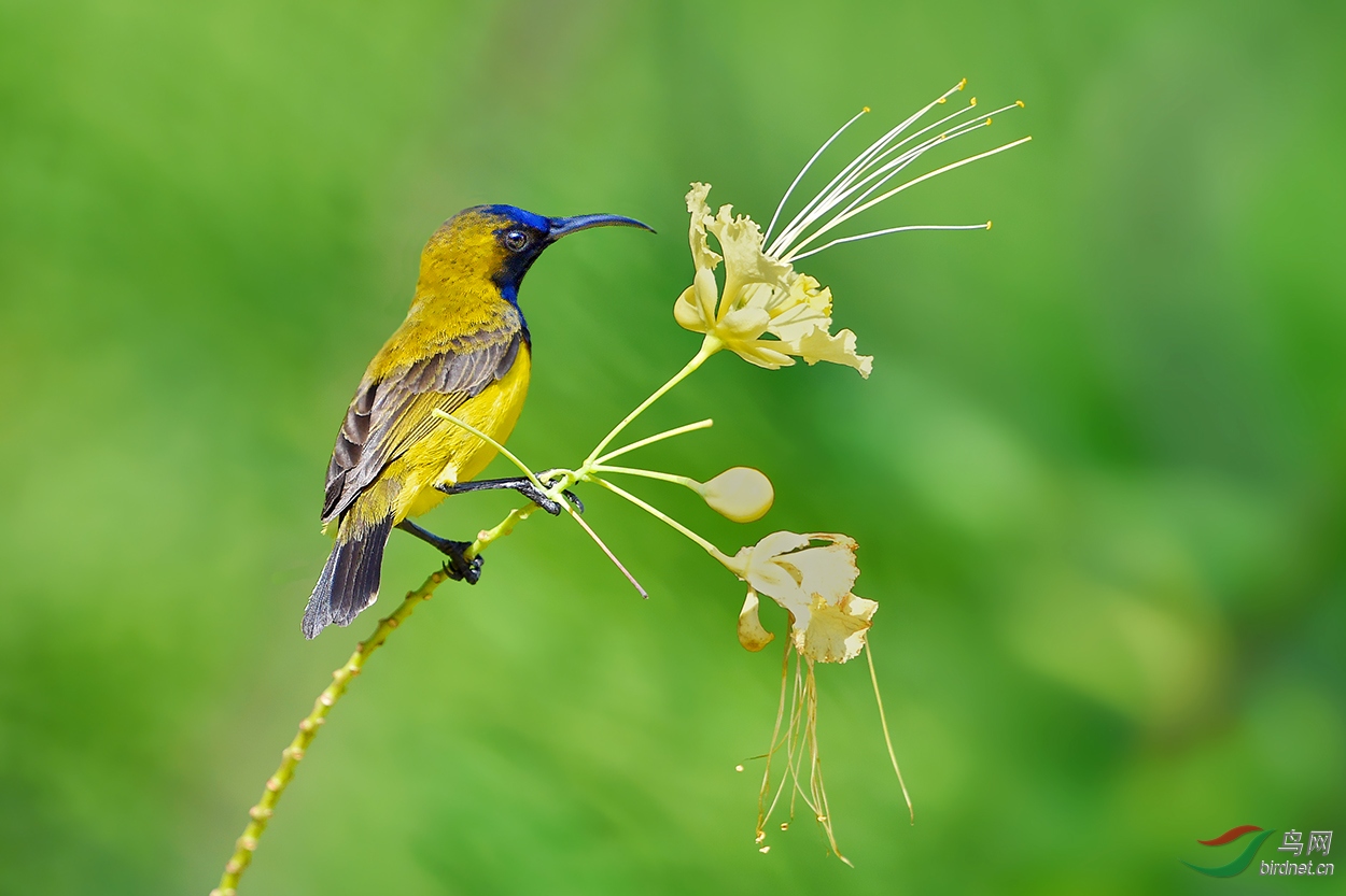 黄腹花蜜鸟
