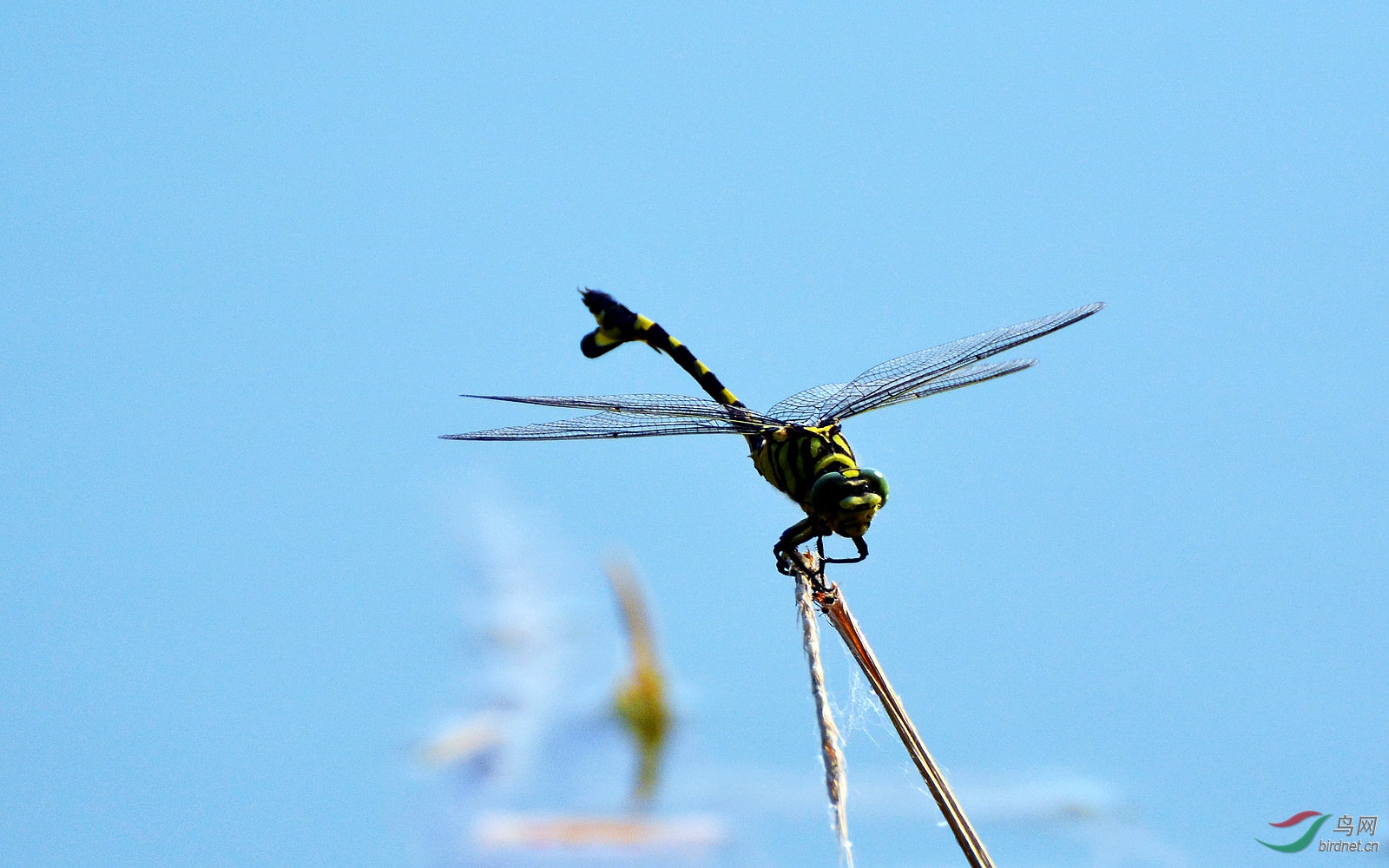 大蜻蜓 2
