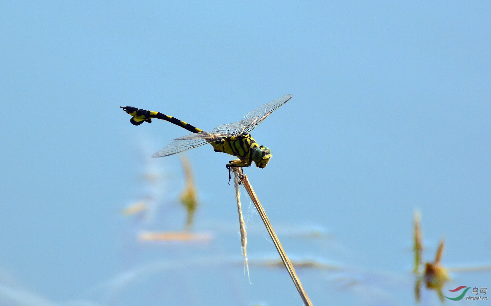 大蜻蜓 2