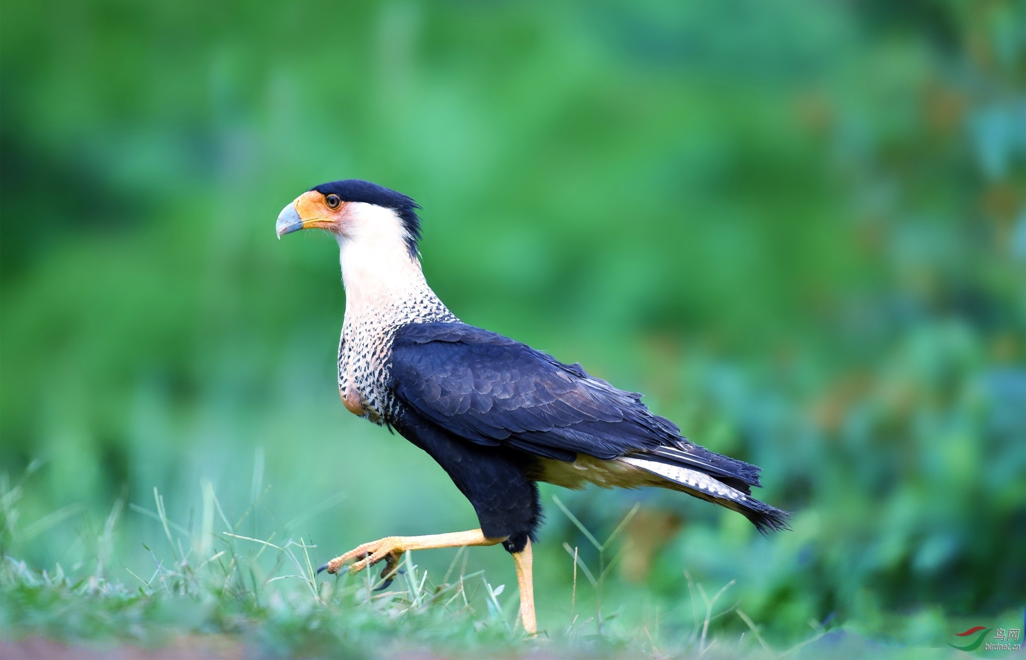 (凤头巨隼)【凤头卡拉鹰】