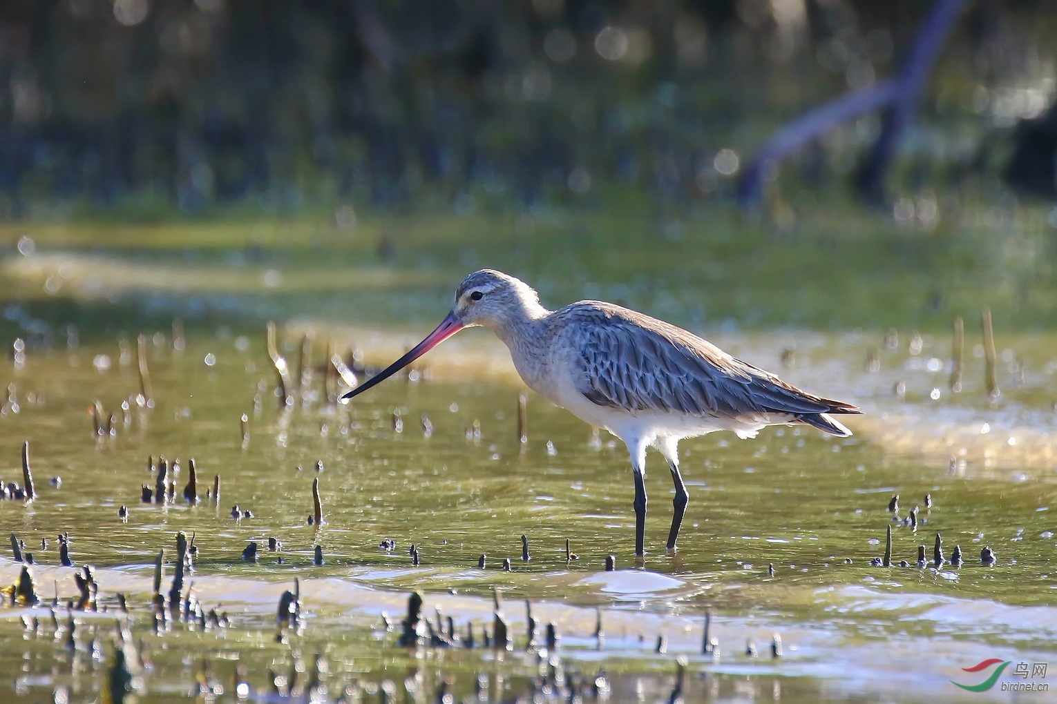 斑尾塍鹬勇敢的飞行家