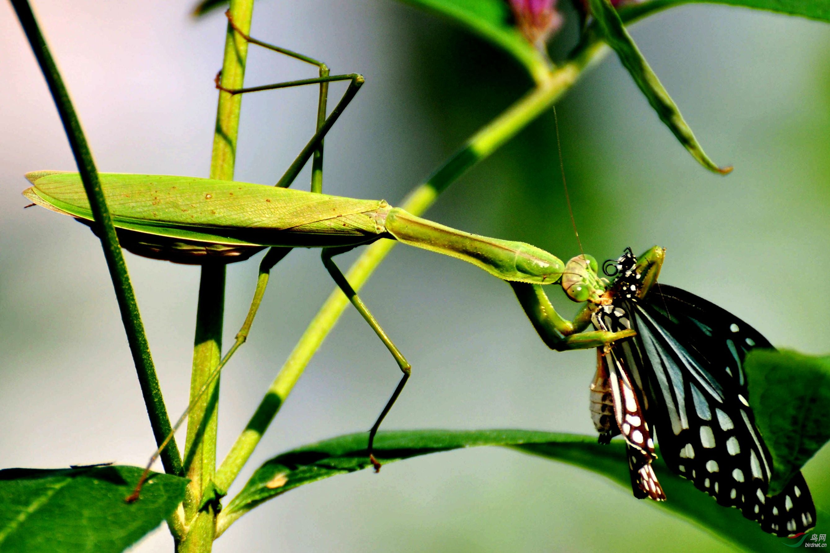 螳螂扑蝶