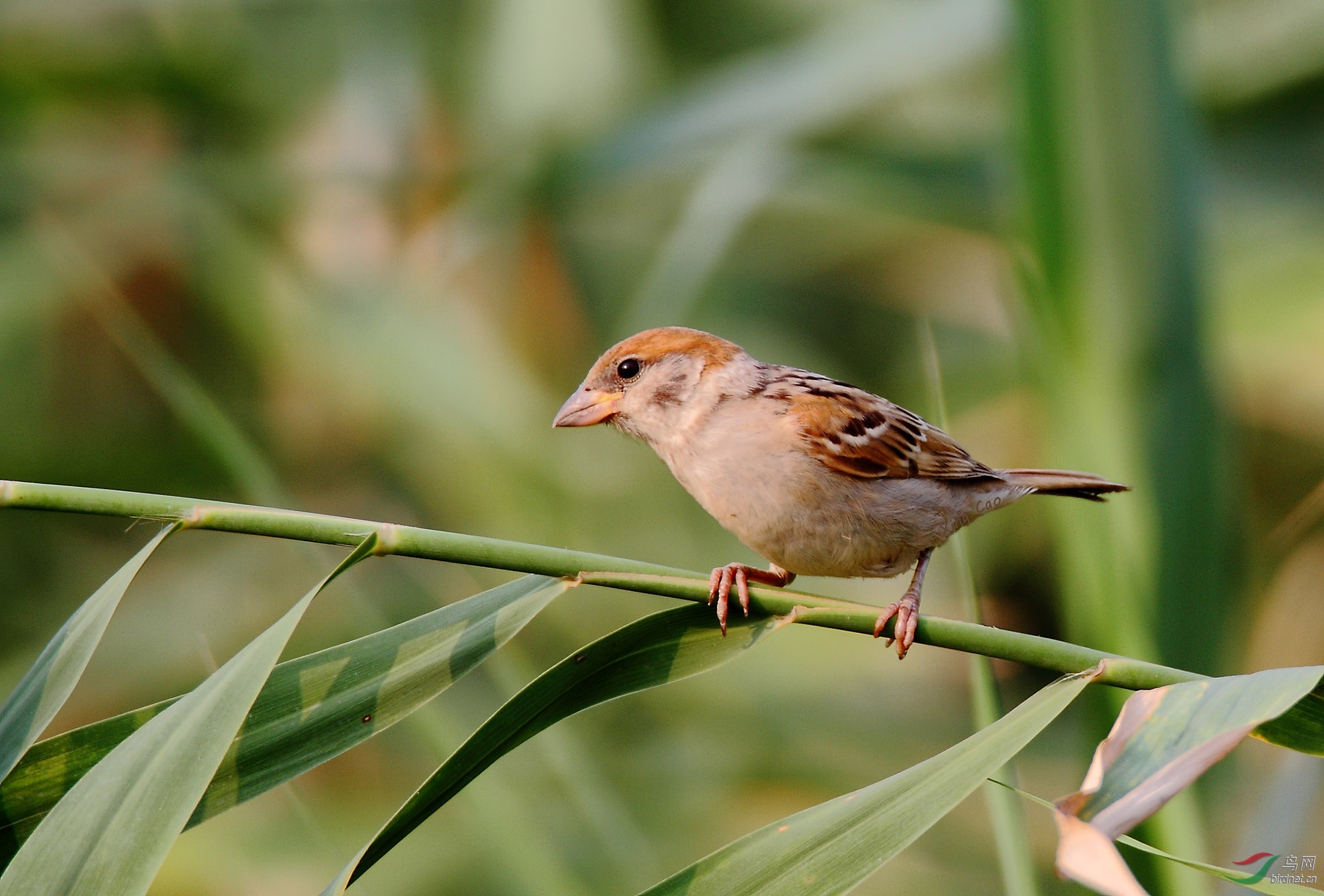 葦叢鳥影樹麻雀