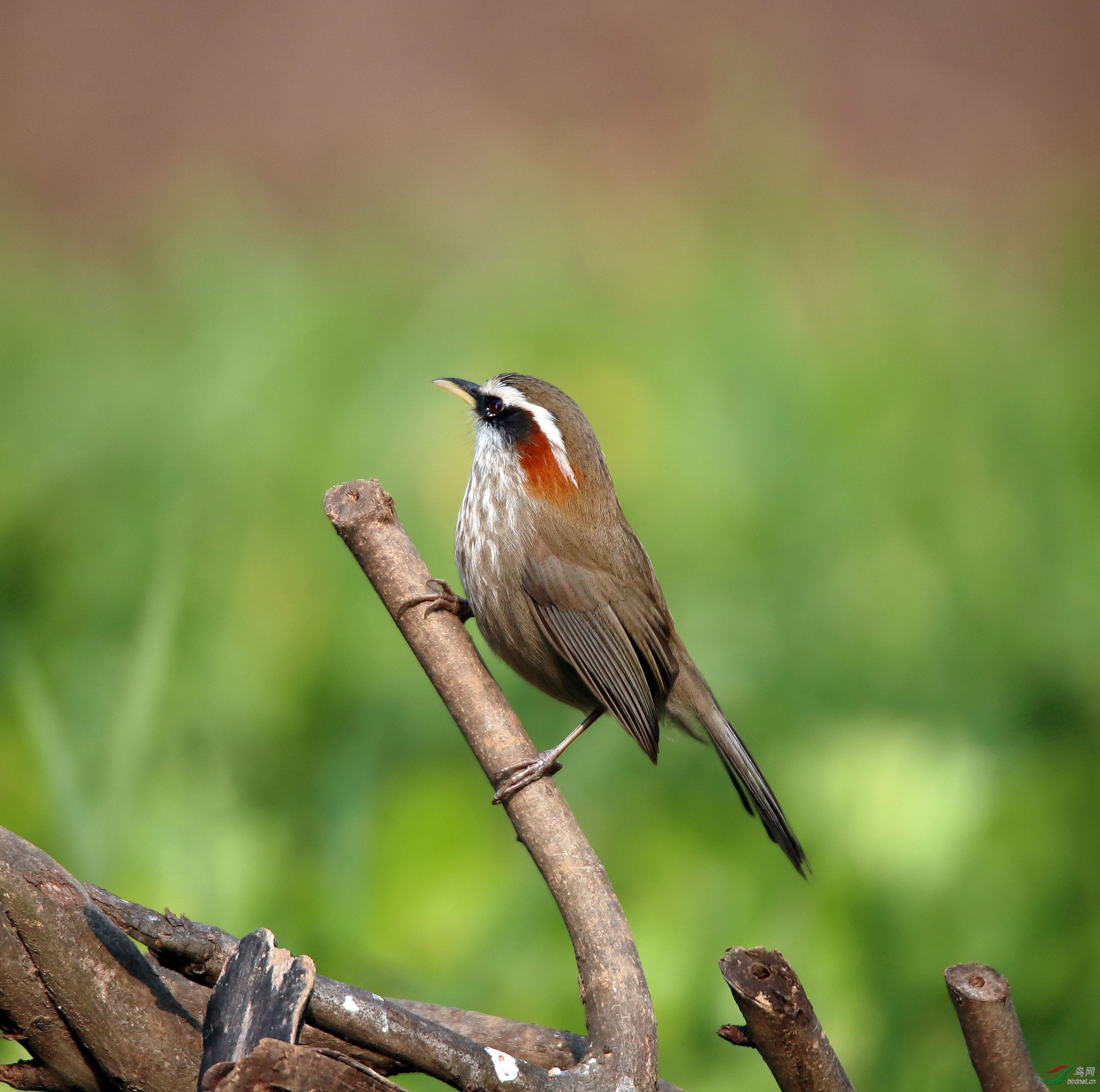 比较高 —— 棕颈钩嘴鹛