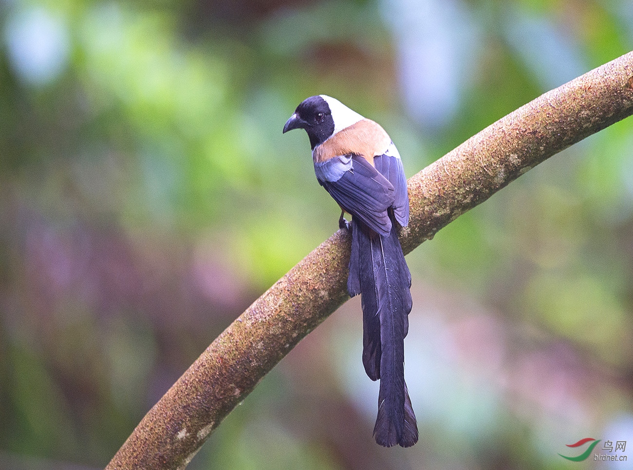 黑额树鹊 - 重庆版 chongqing 鸟网