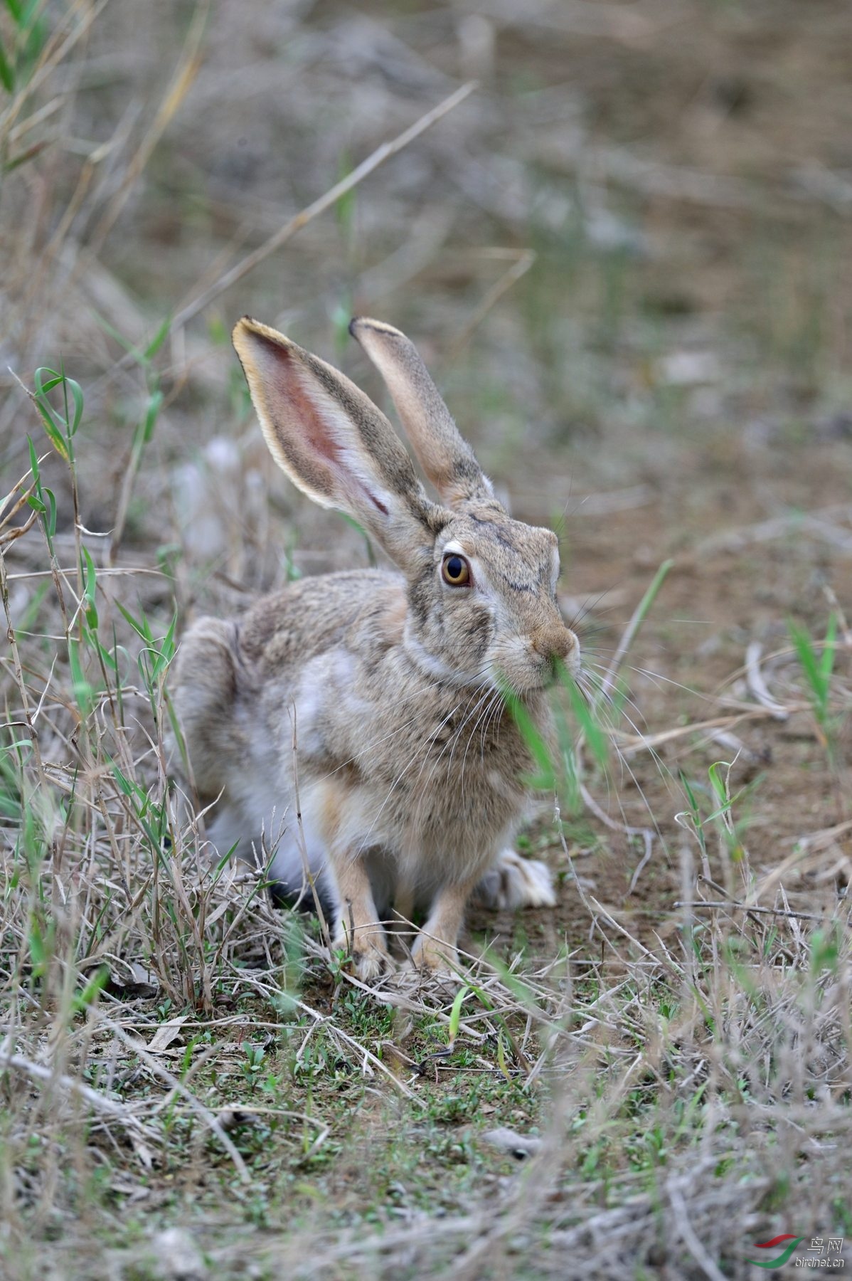 西北荒野中的野兔