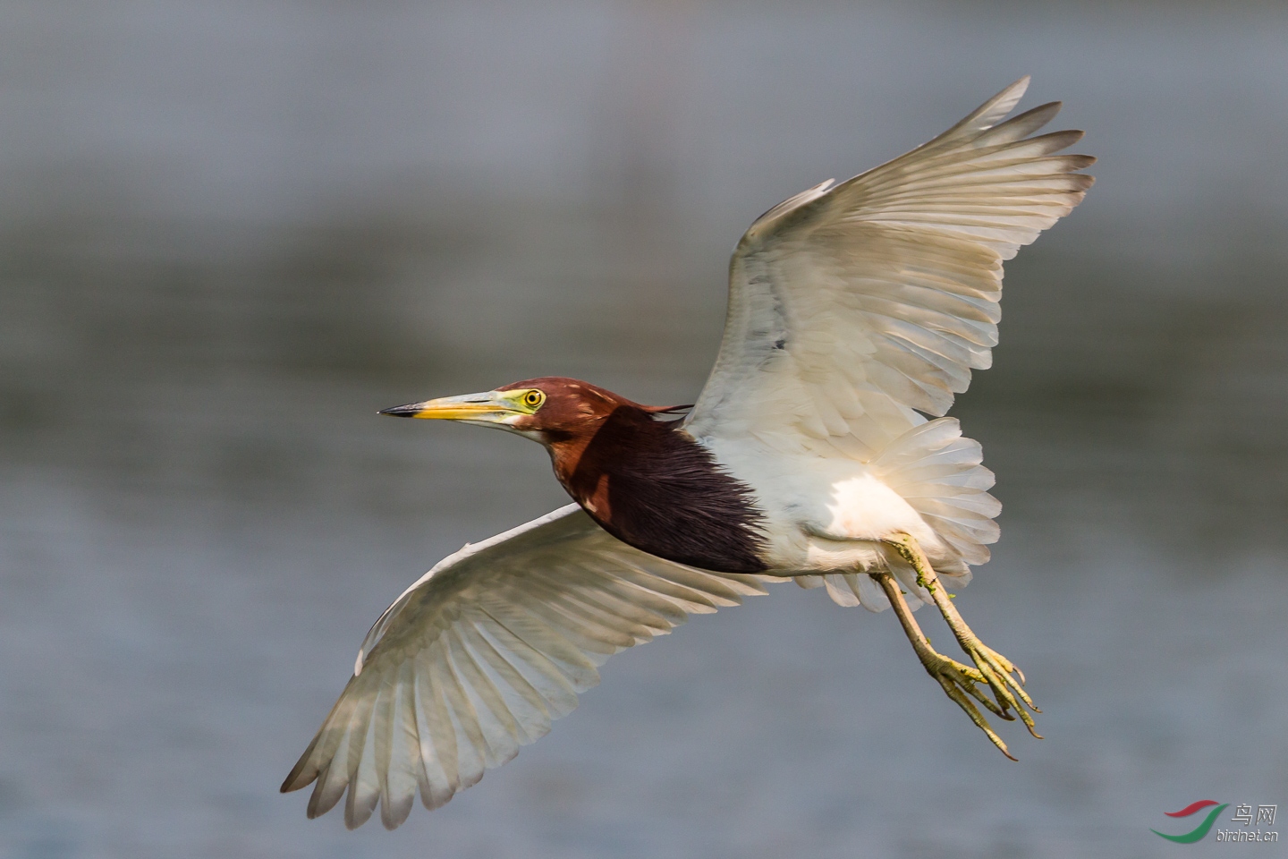 飞行中的池鹭