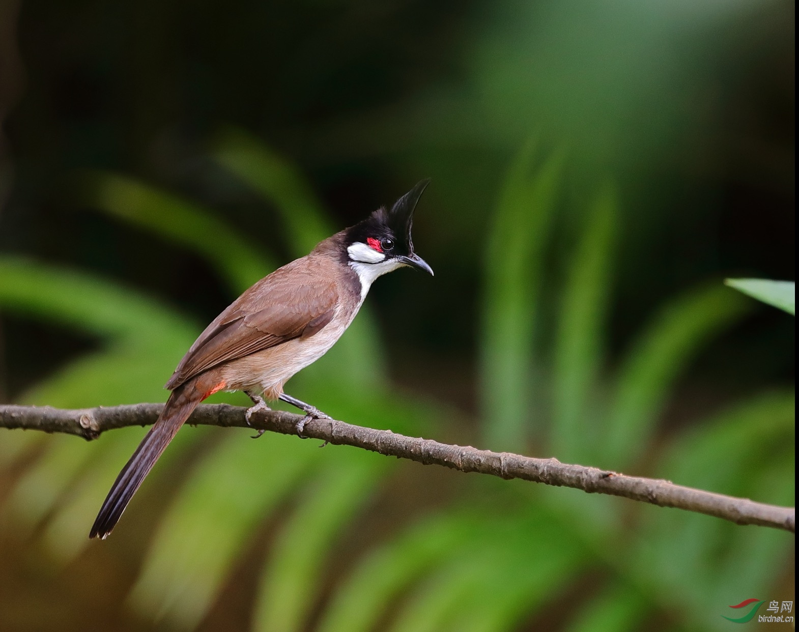 [林鸟] 菜鸟--红耳鹎