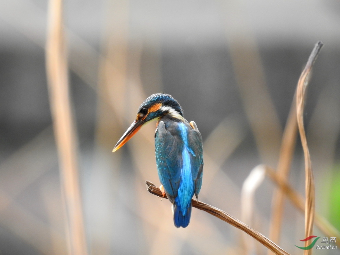 ����Լ15��