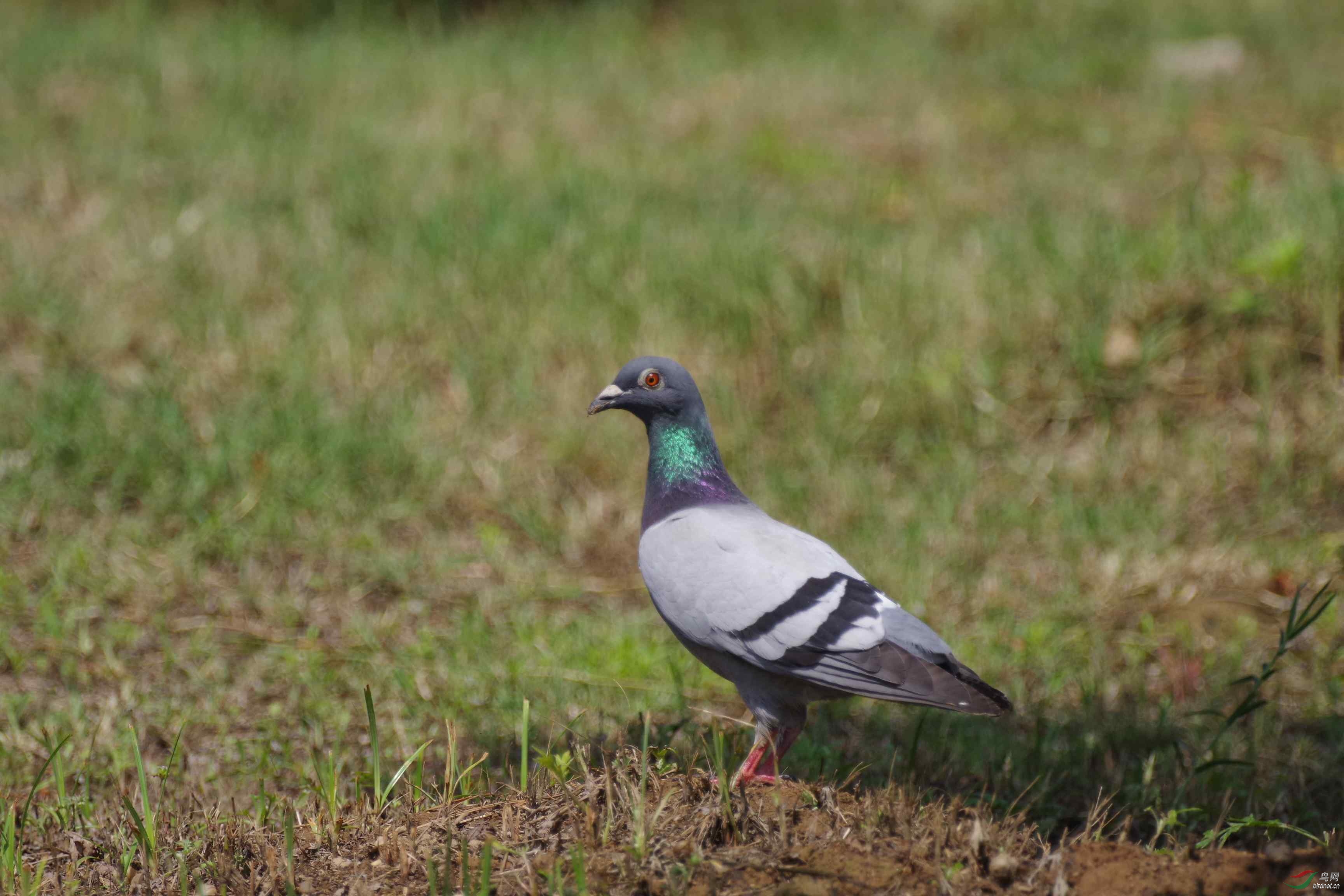 西安浐灞湿地公园的野鸽子