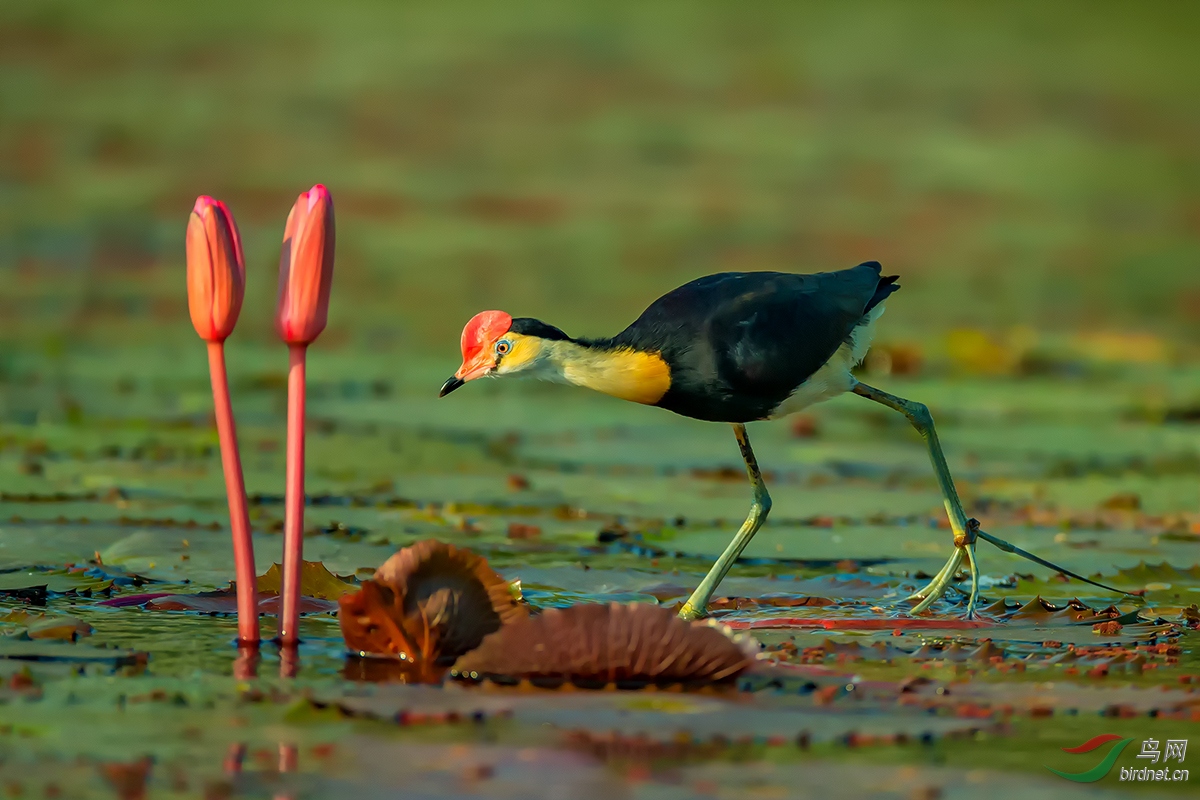 (冠水雉)莲池靓影(祝贺获首页精华)