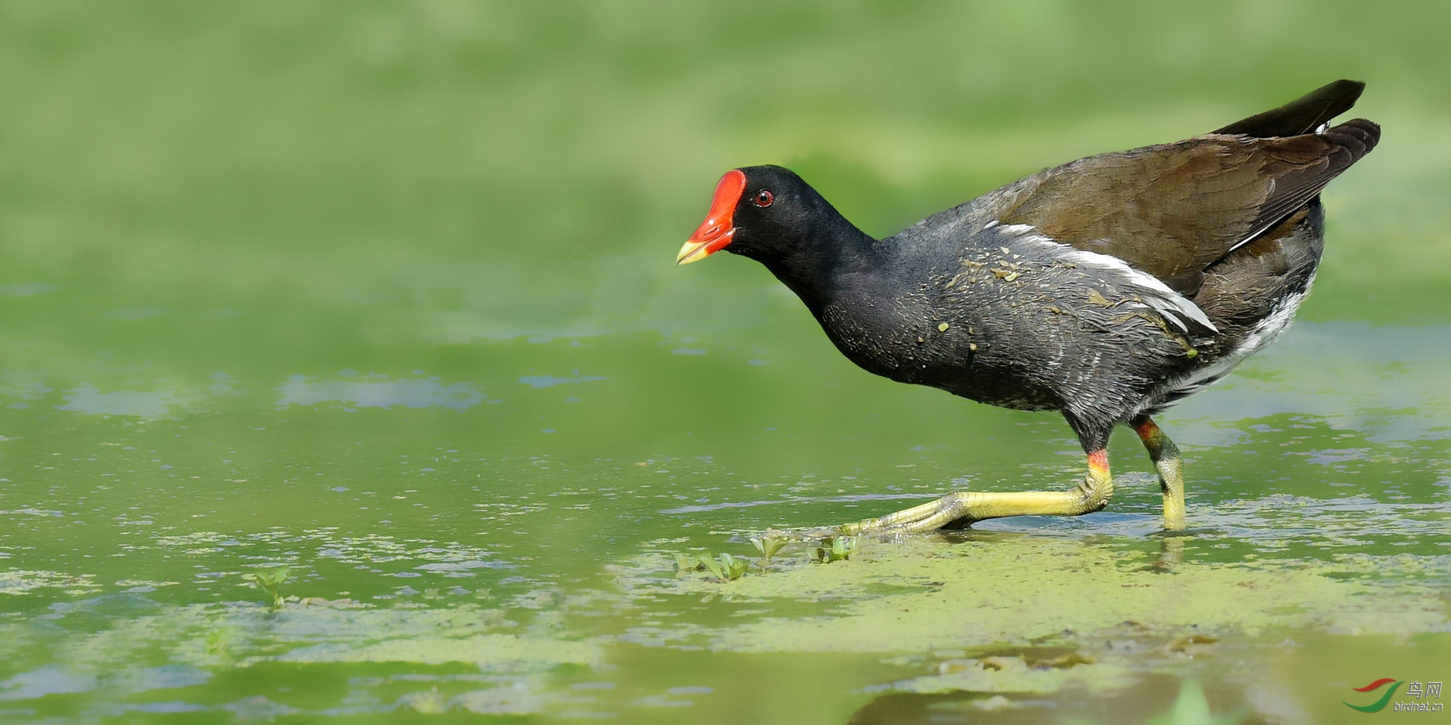 小心谨慎低调前进