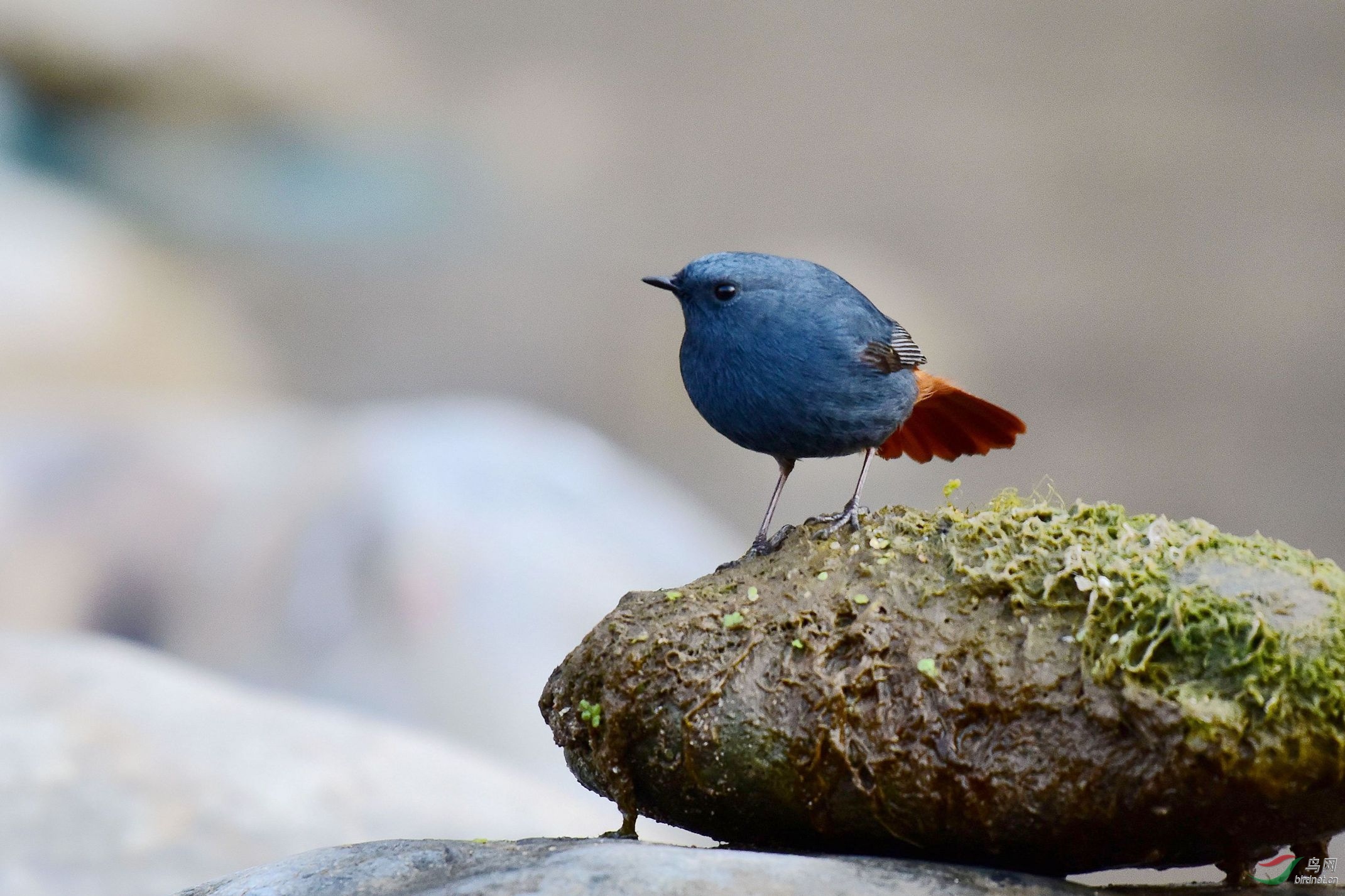 白顶溪鸲 129_副本.jpg