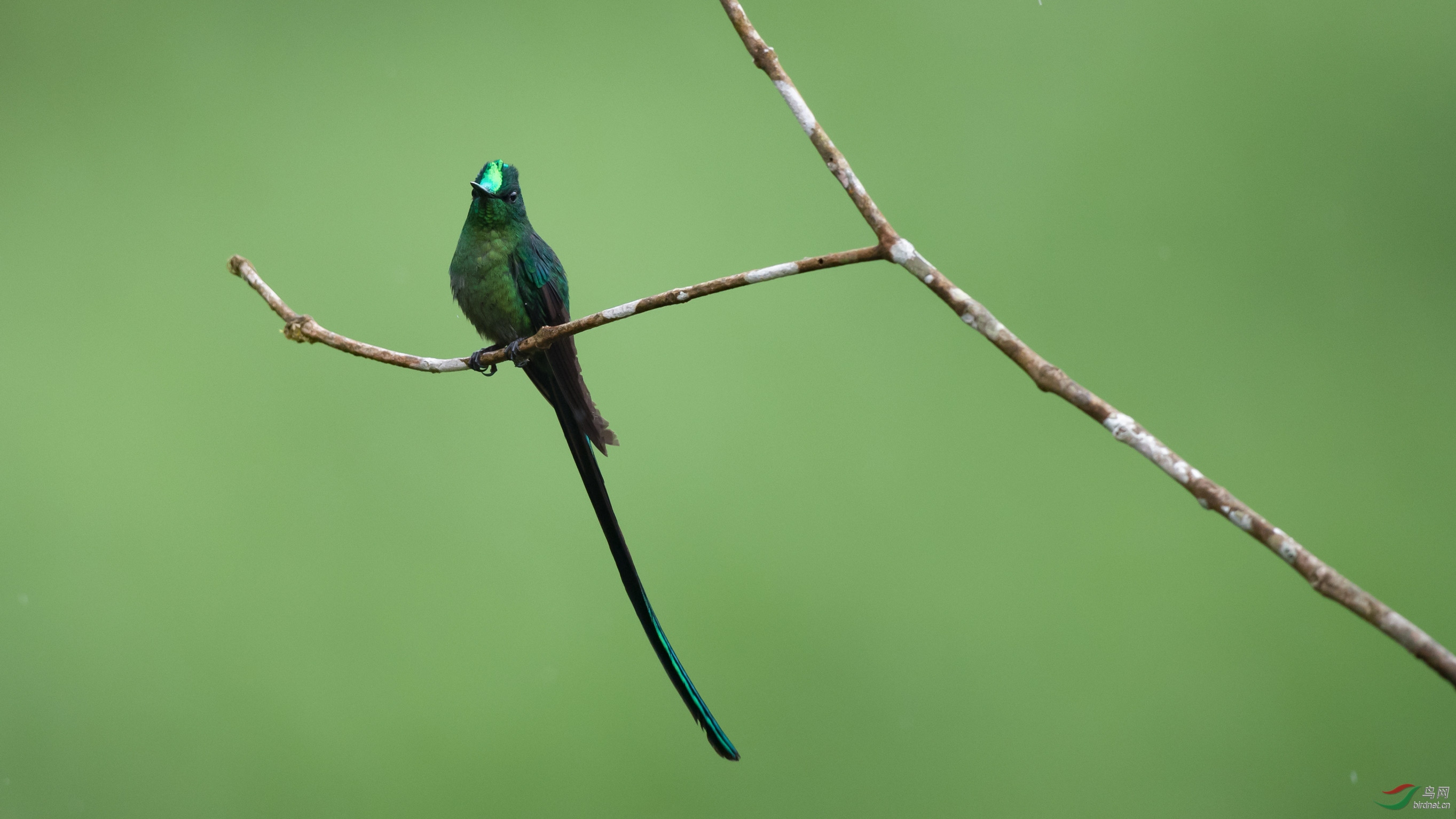 (长尾蜂鸟)长尾蜂鸟贺获【每日精华】!