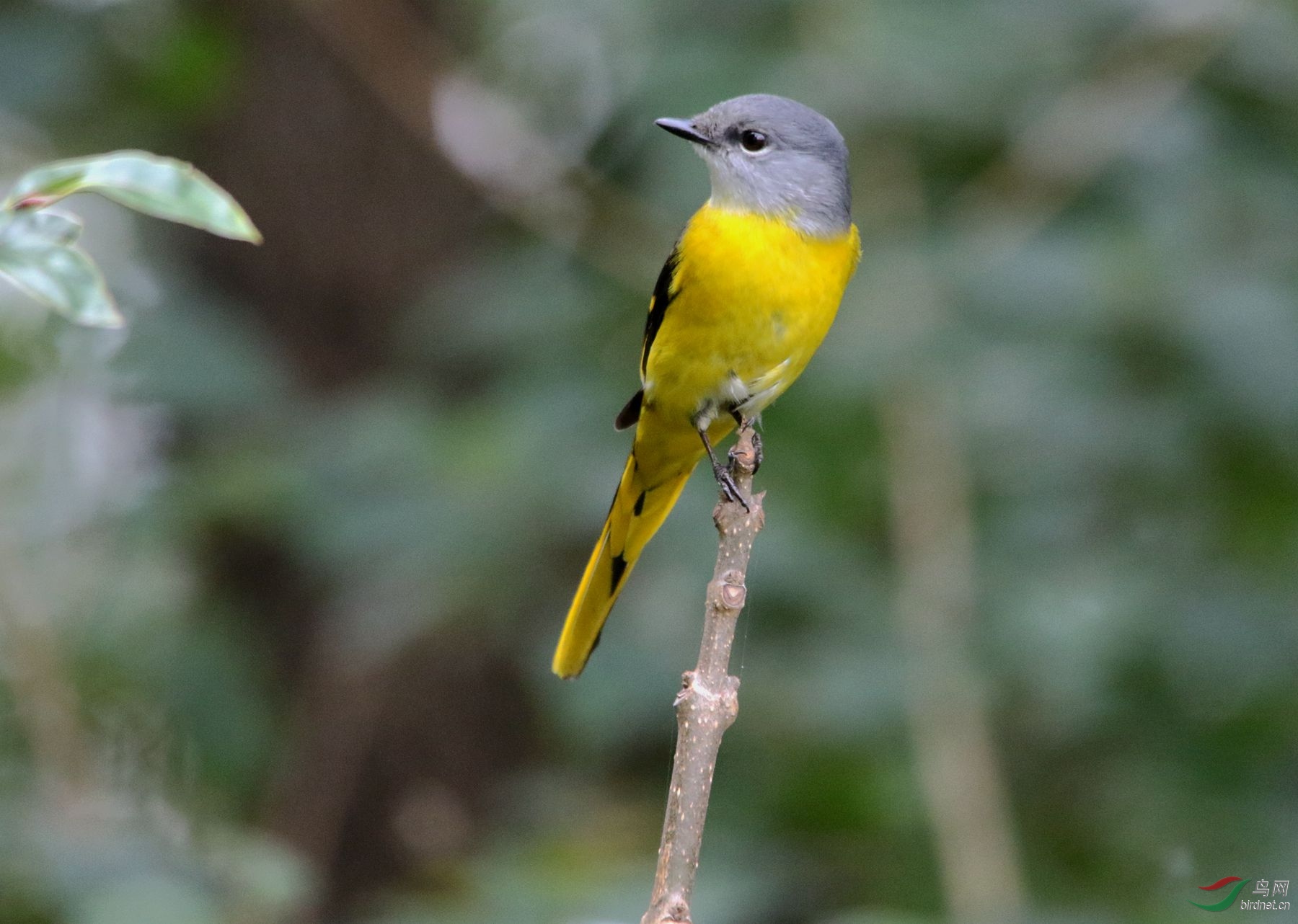 回望的灰喉山椒雌鸟
