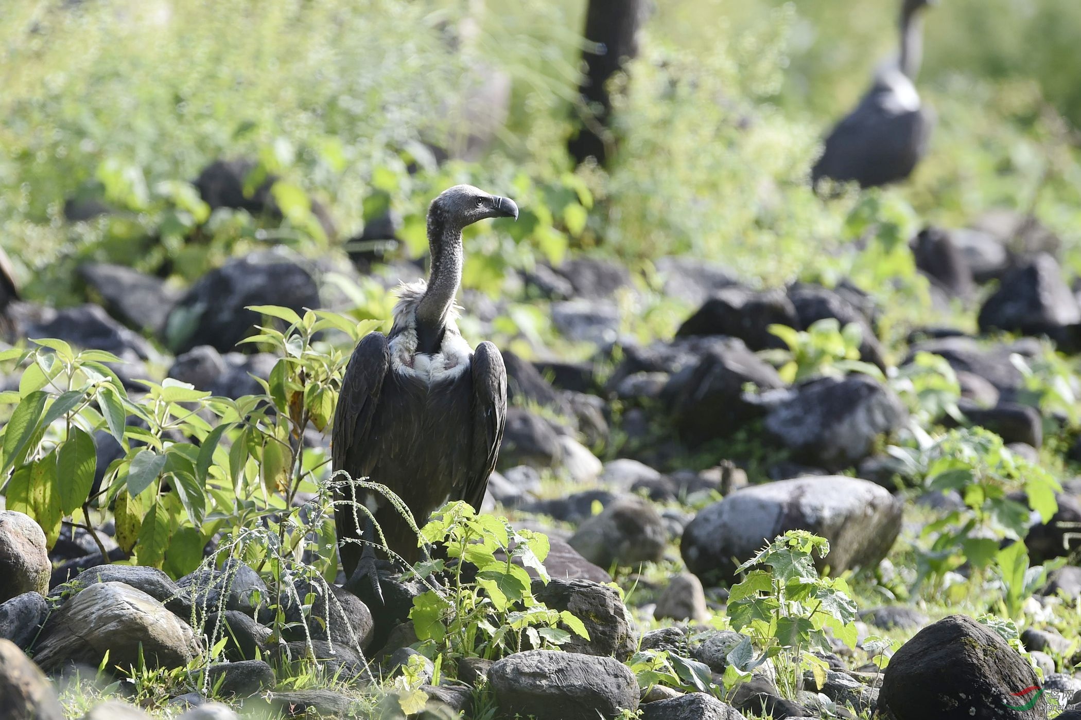 细嘴兀鹫