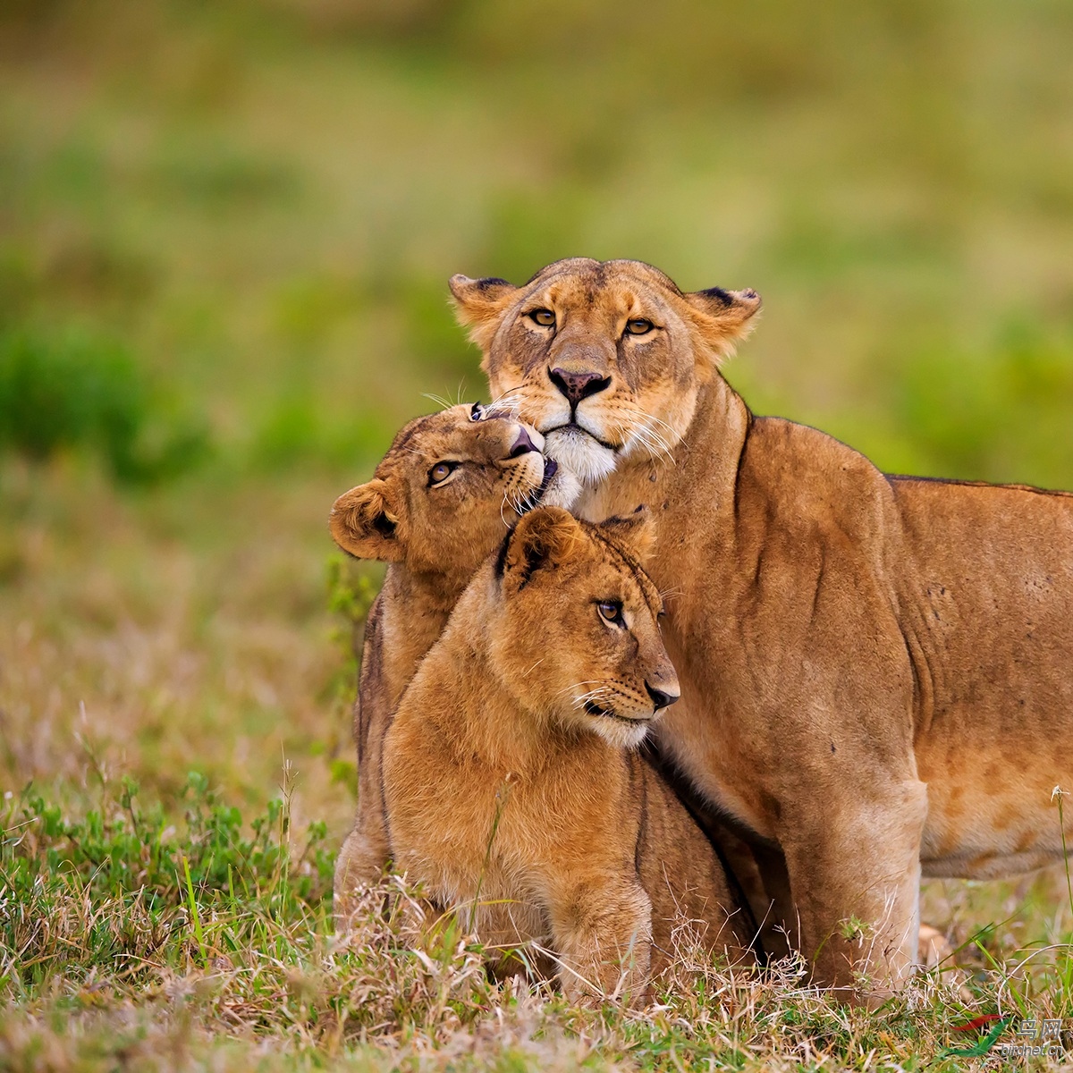 动物撒娇非洲狮