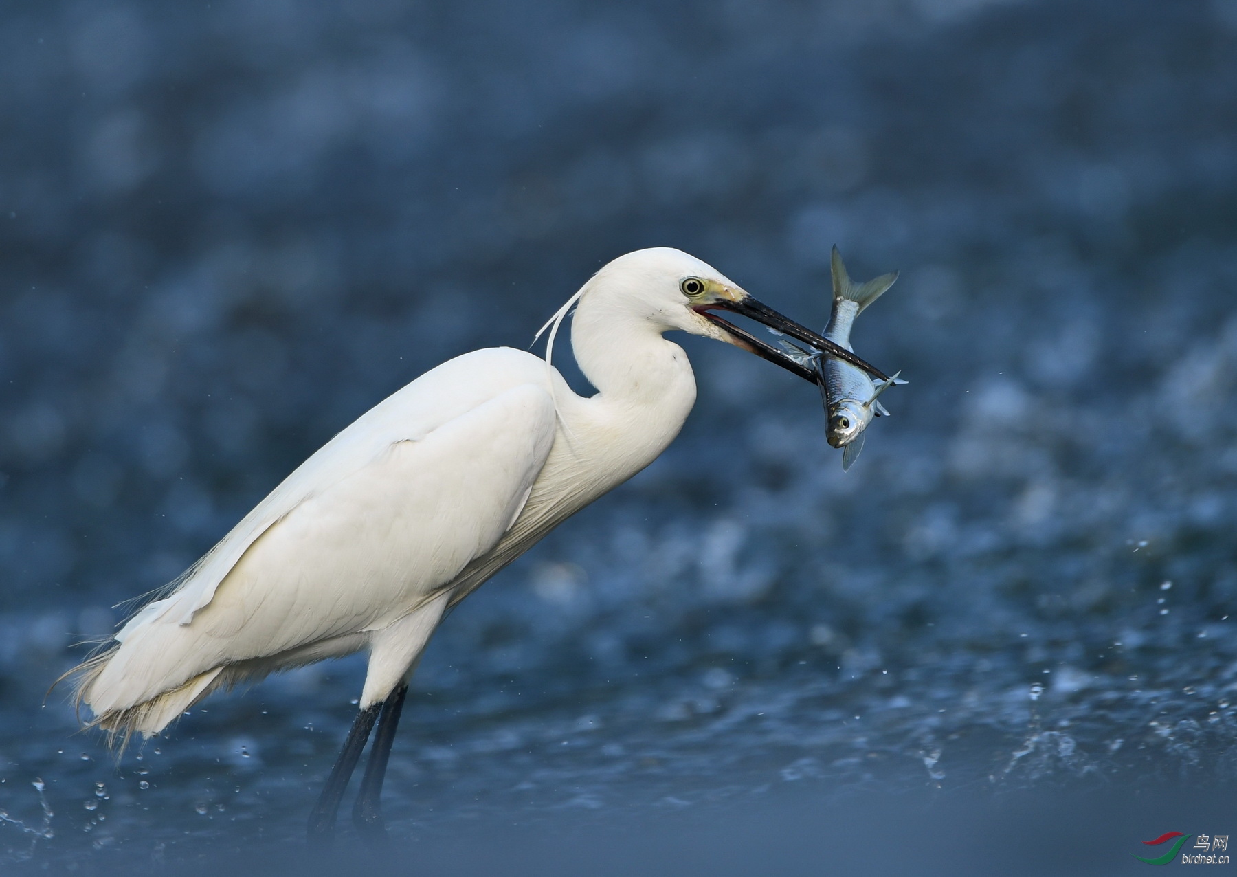 白鹭捕鱼及特写