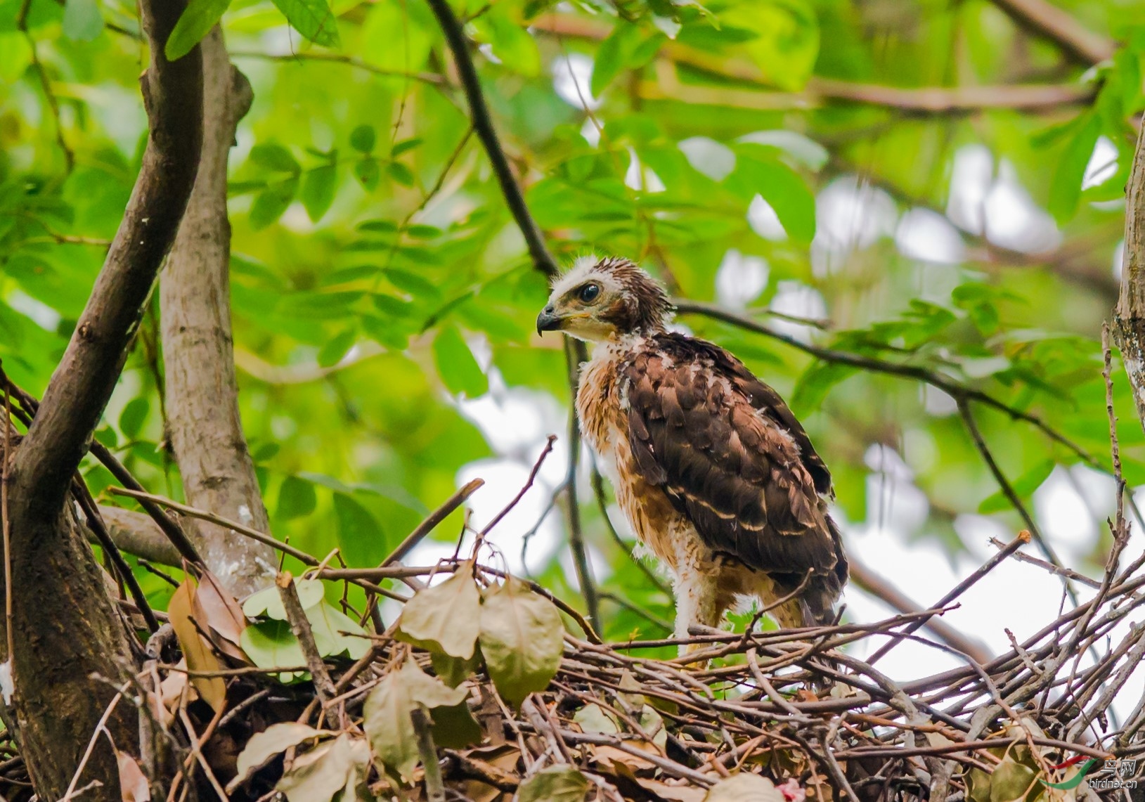 古城居民凤头鹰雏鸟
