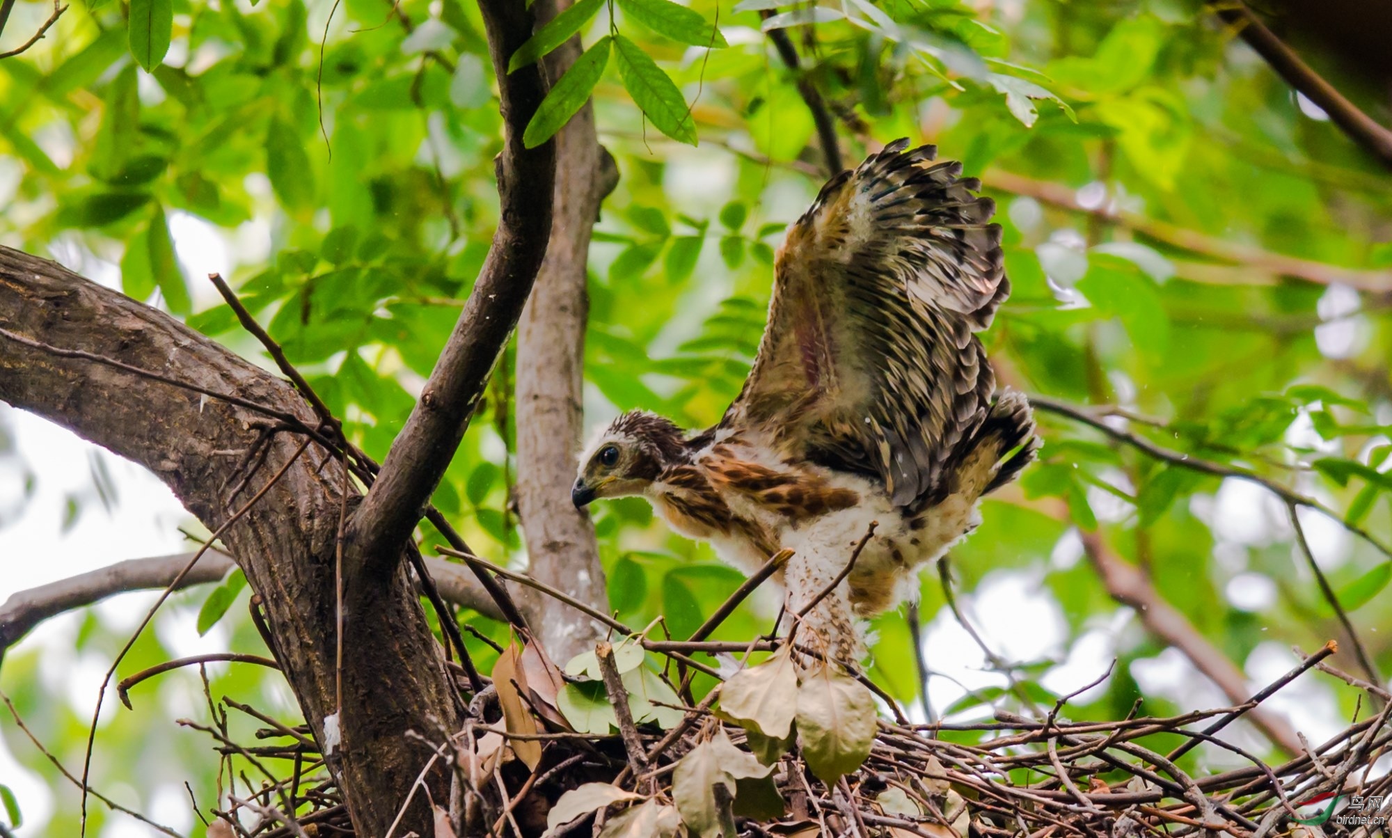 古城居民凤头鹰雏鸟