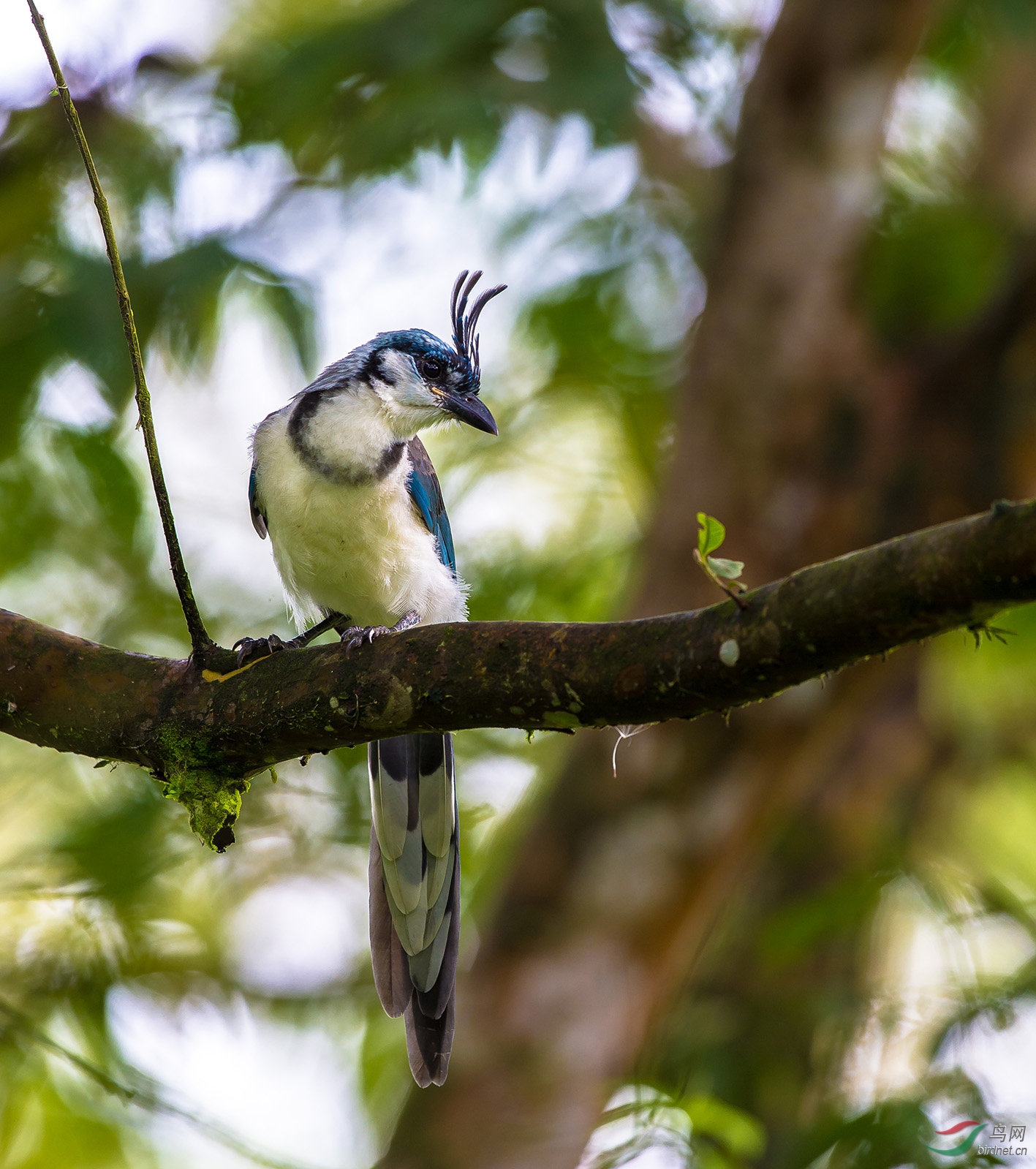 羞色的白喉鹊鸦