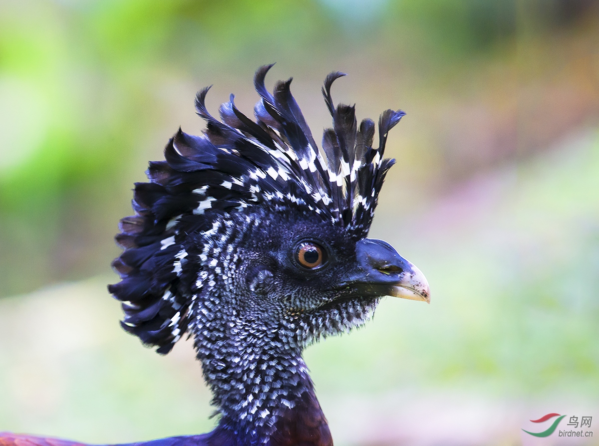 林鸟开冠头部特写大凤冠雉