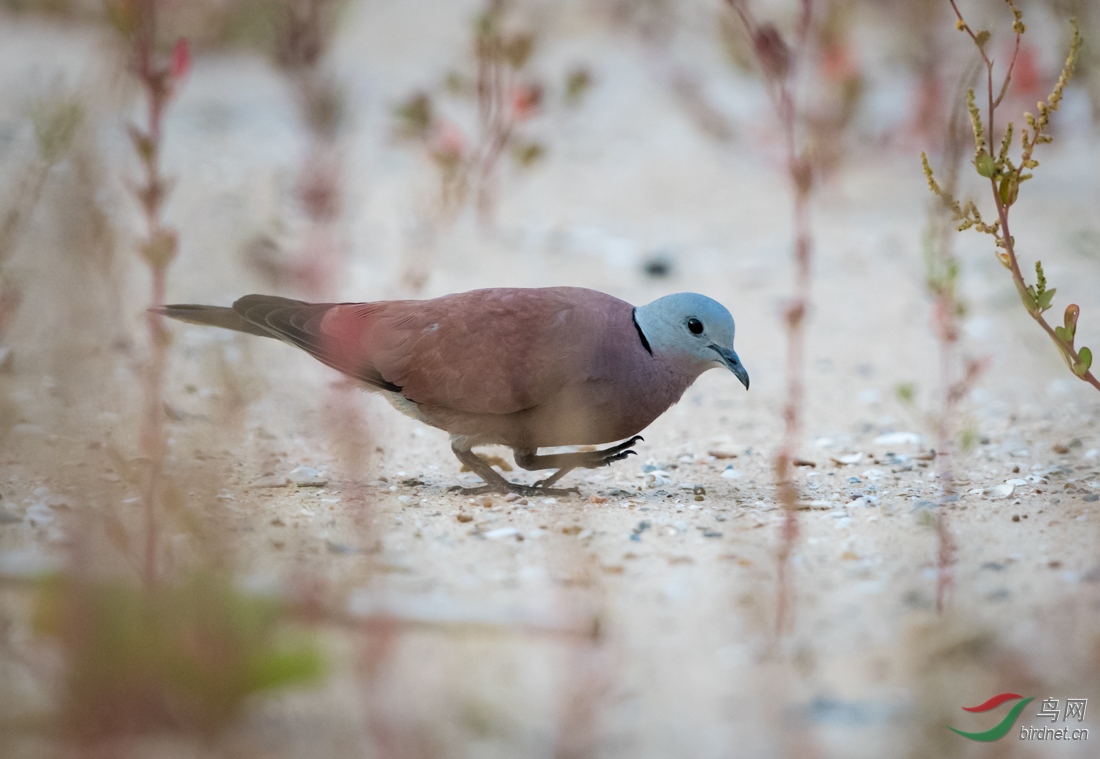 火斑鸠 red collared dove